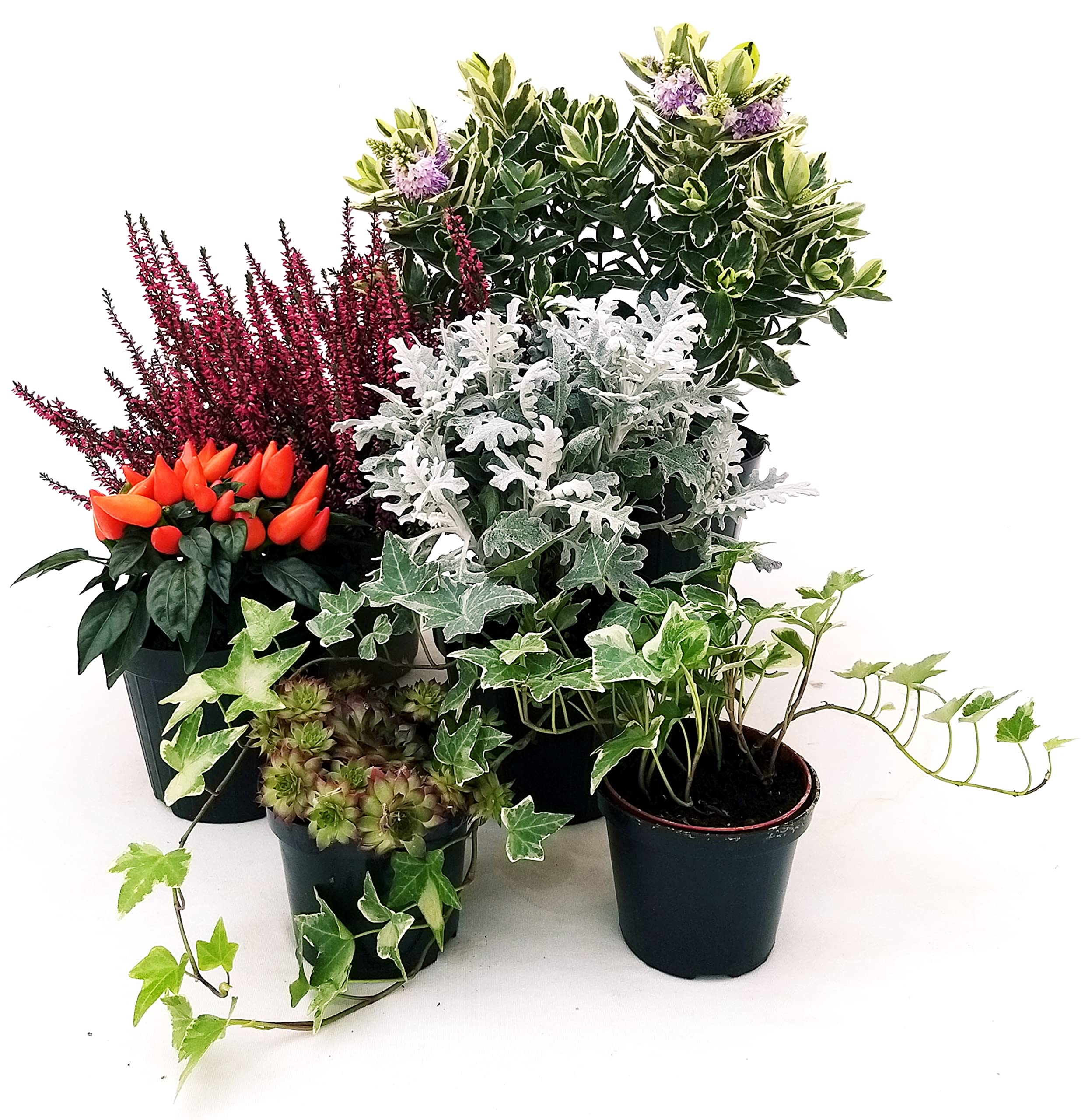 POWERS TO FLOWERS - Veronica Variegata Tricolor (2 Piante) In Vaso 12cm - Piante Vere Sempreverdi