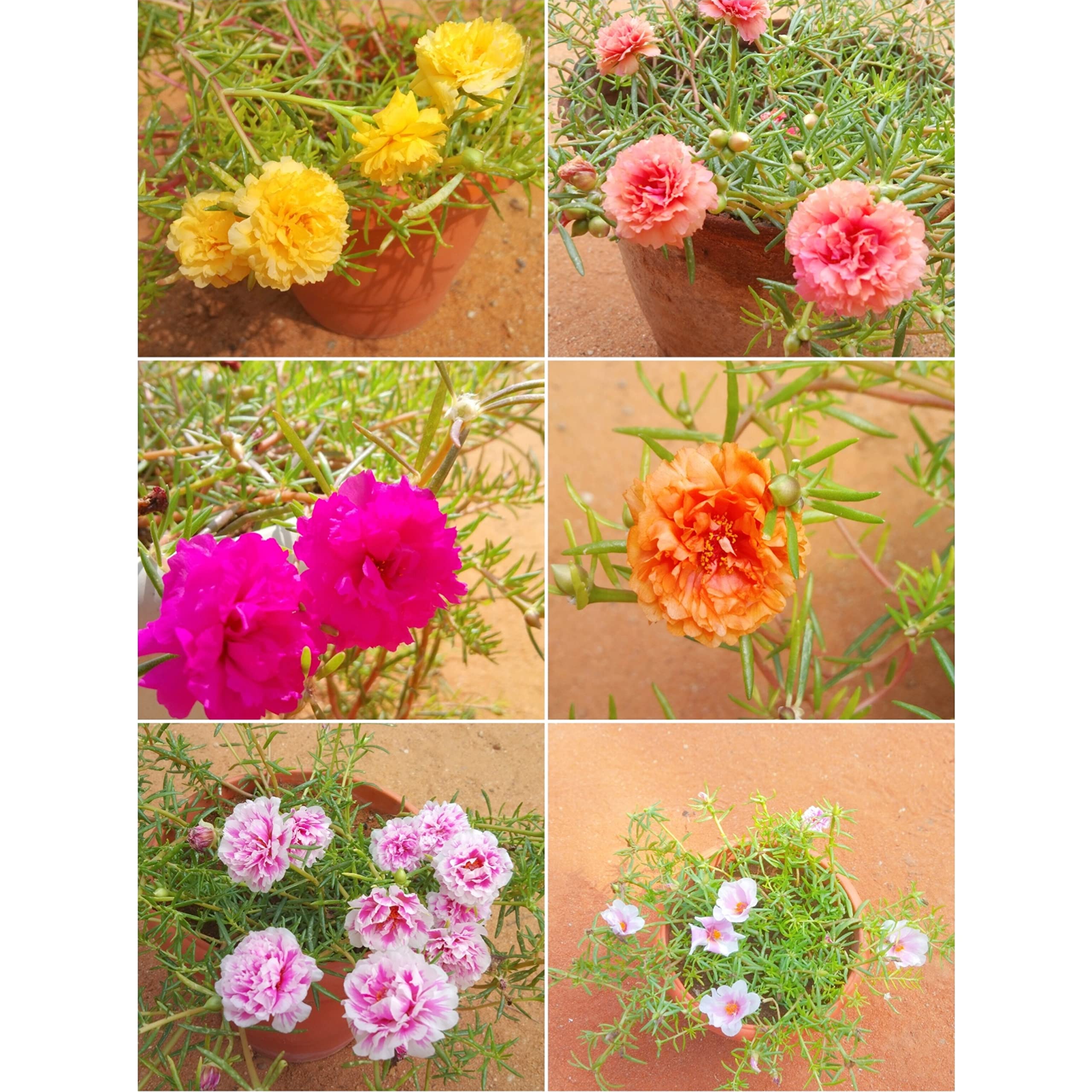 portulaca live plant cuttings five color combo pack (B0BR8F3V6S) Amazon Price History, Amazon Price Tracker