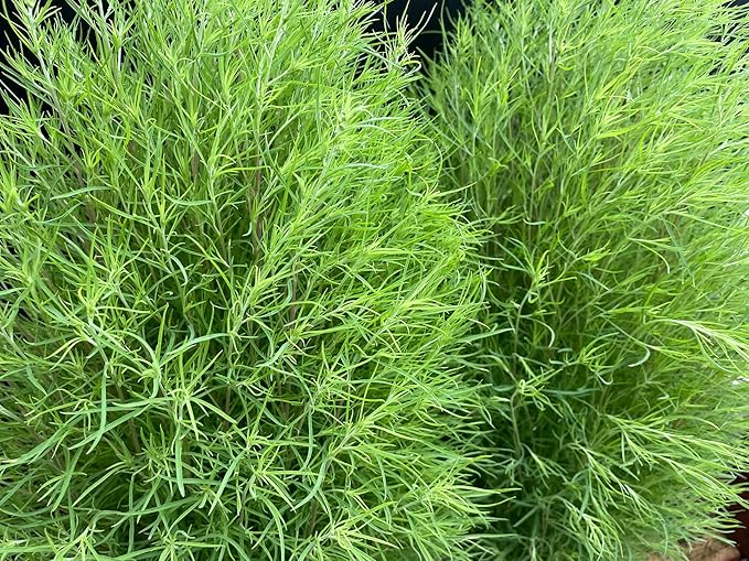 Amazon Co Jp 紅葉が美しい コキア ほうき草 3 5号4個 Kochia Scoparia 花言葉は 夫婦円満 恵まれた生活 など 園芸 ガーデニング 寄せ植え 鉢花 鉢植え 苗 誕生日 記念日 プレゼント 贈り物 コキア3 5号4個 Diy 工具 ガーデン