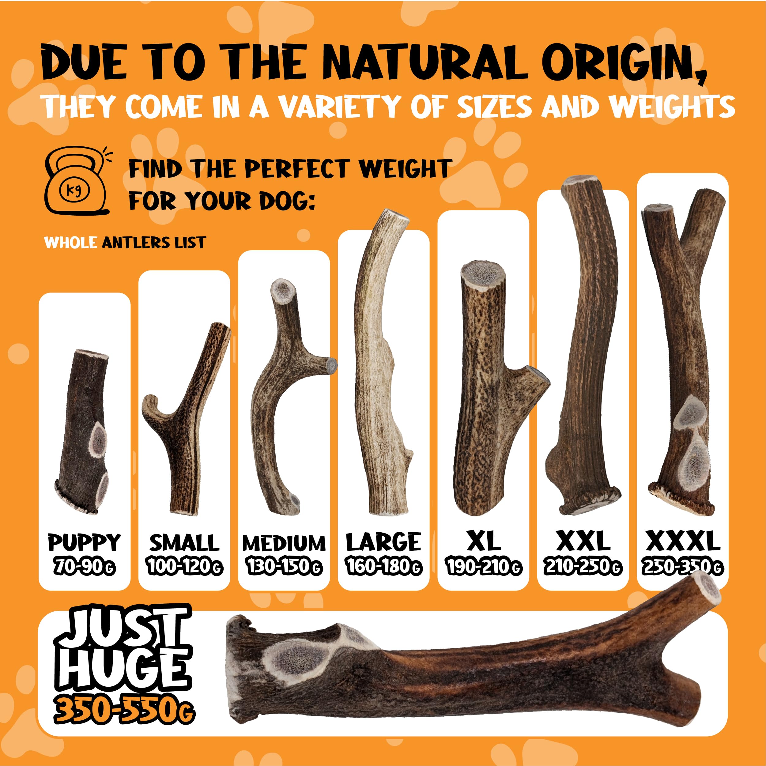XOOMI Red Deer, Whole Antler Chew for Small Dogs (100-120g), Natural, Long-Lasting Chew for Healthy Teeth & Strong Chewers - Image 4