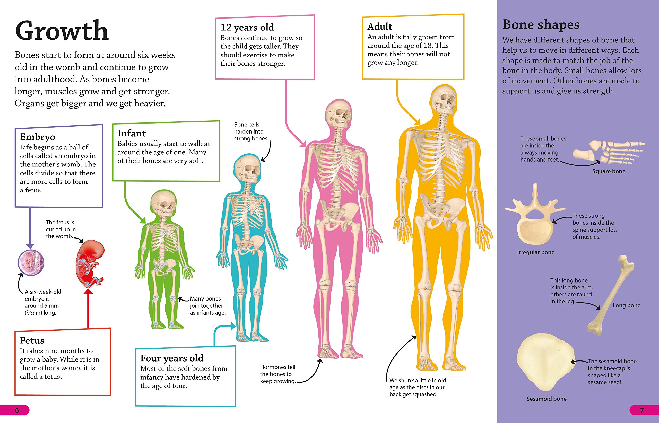 DKfindout! Human Body