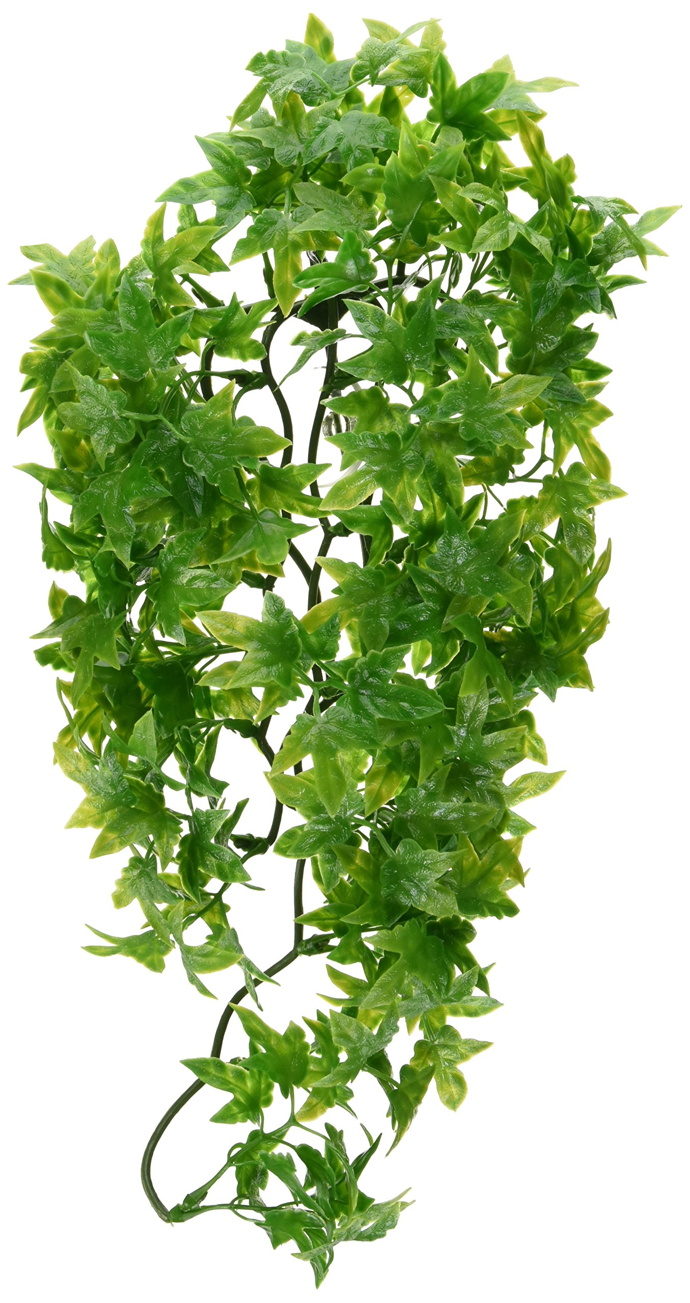 Zoo MedBU-22 Congo Ivy, Medium