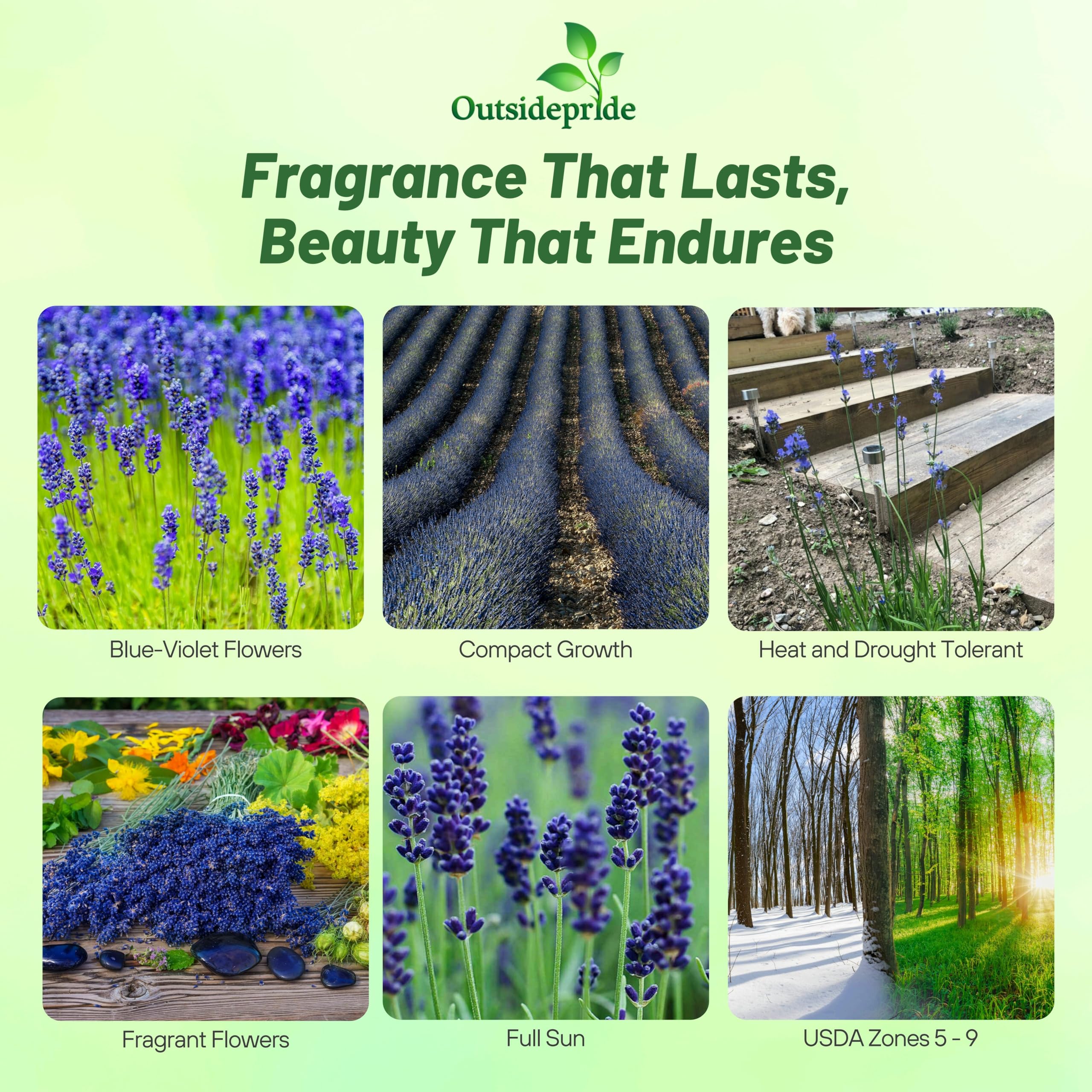 Amazon.com : Outsidepride Munstead Lavender Seeds - 2000 Pcs Perennial,  Drought-Tolerant & Pollinator Friendly Herb Seeds for Planting Fragrant and  Delicate Flowers with Dark Blue Blooms for Xeriscaping Gardens : Flowering  Plants :