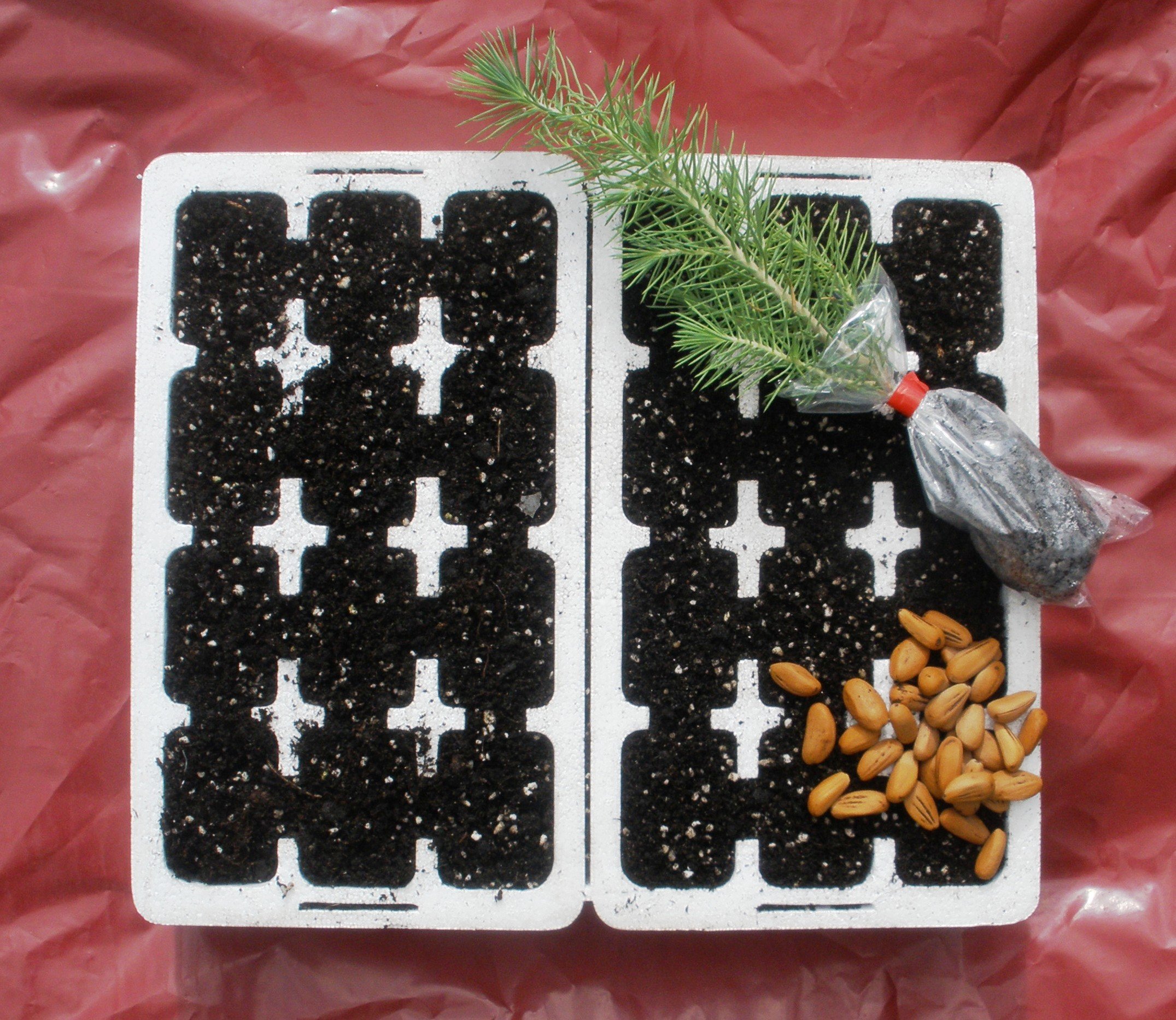 Grow Your Own Douglas Fir Tree - Professional Germination and Growing Kit.