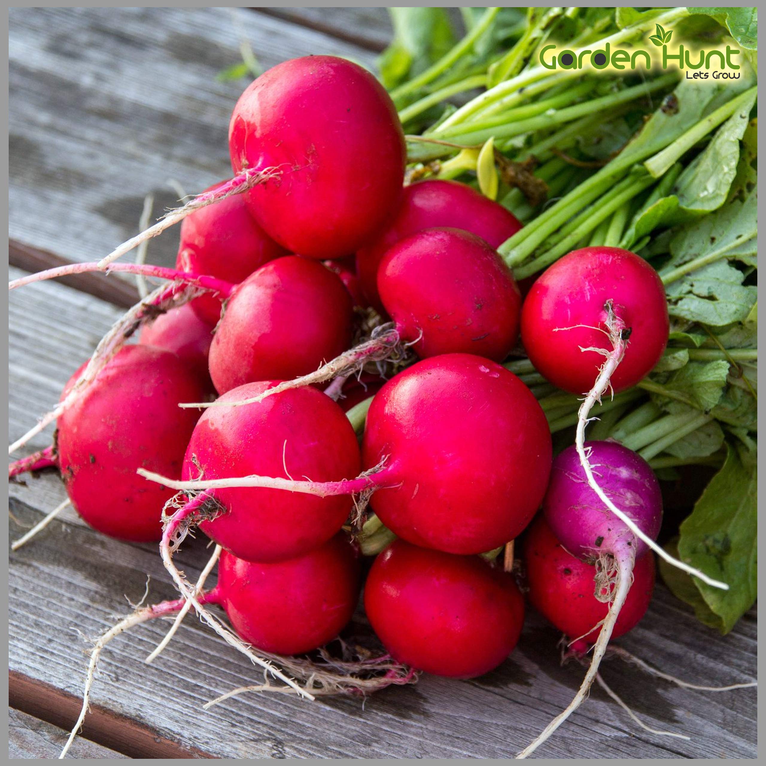 Radish Red Round Seeds (Pack of 50 Seeds)- GardenHunt (B088FZ7W8R) Amazon Price History, Amazon Price Tracker