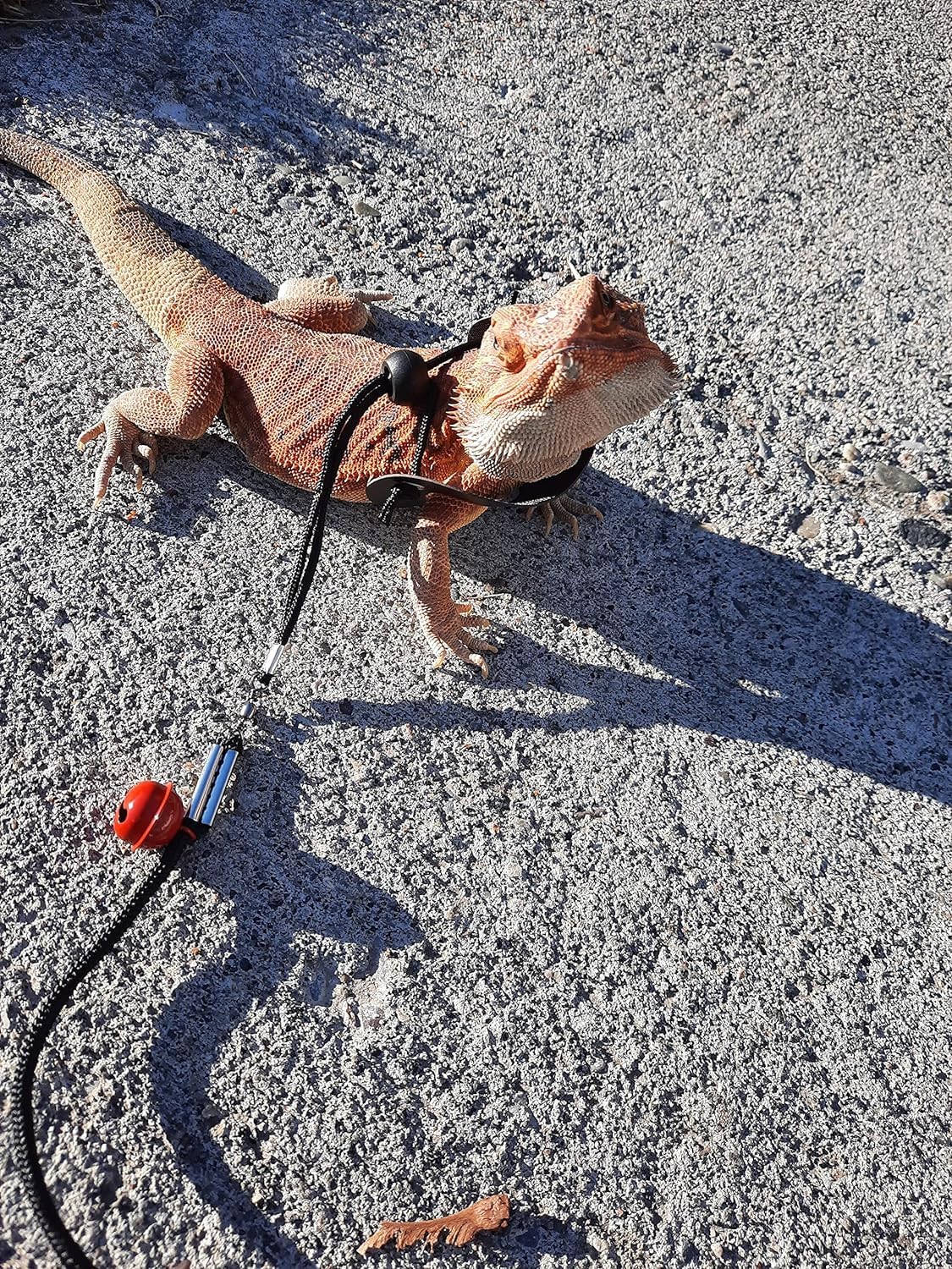 Lizard Leach Pet Lizard Accessories Adjustable Lizard Leash With Leather Wings ...