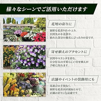 Amazon.co.jp: 秋のおすすめセット花苗 秋の花 ガーデニング お花 寄せ
