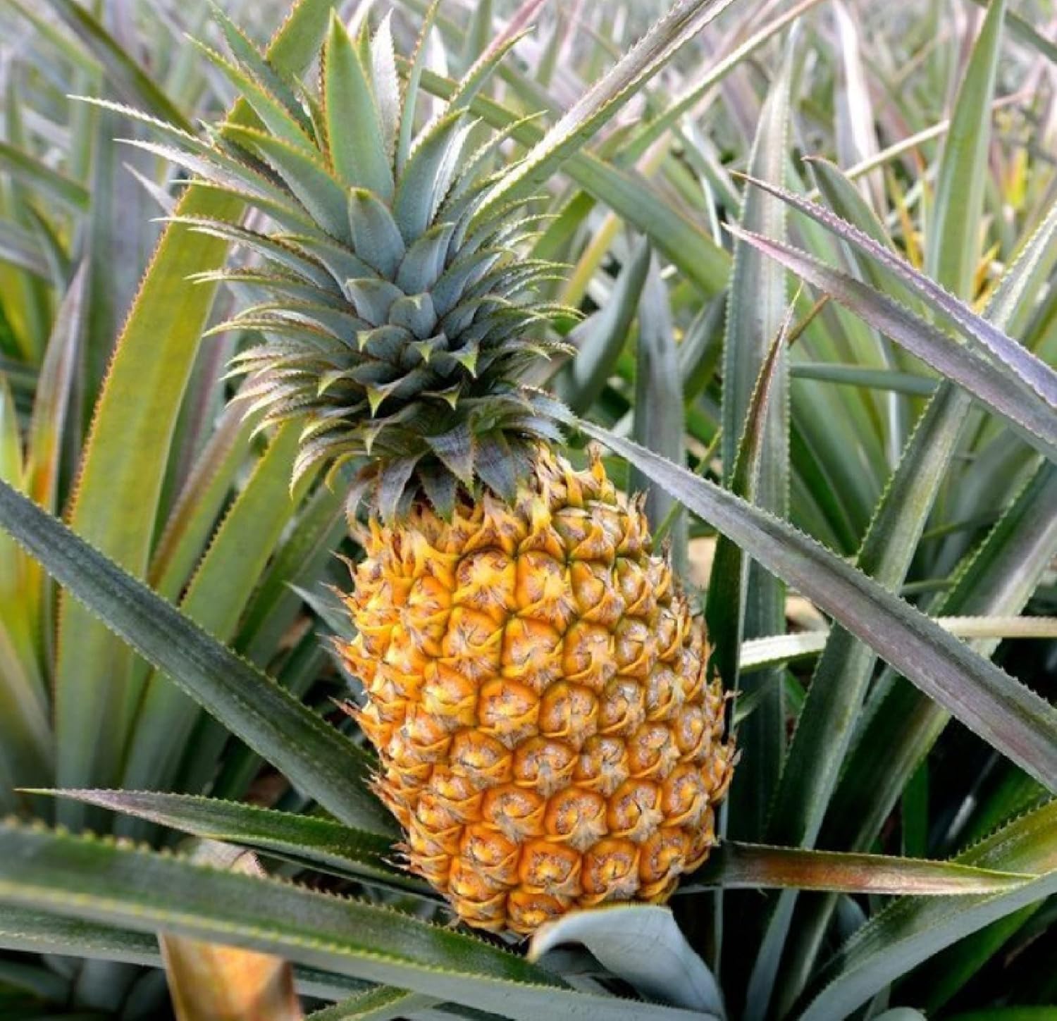 Sugarloaf Pineapple Plant Live Pineapple Tree Live Plant 4
