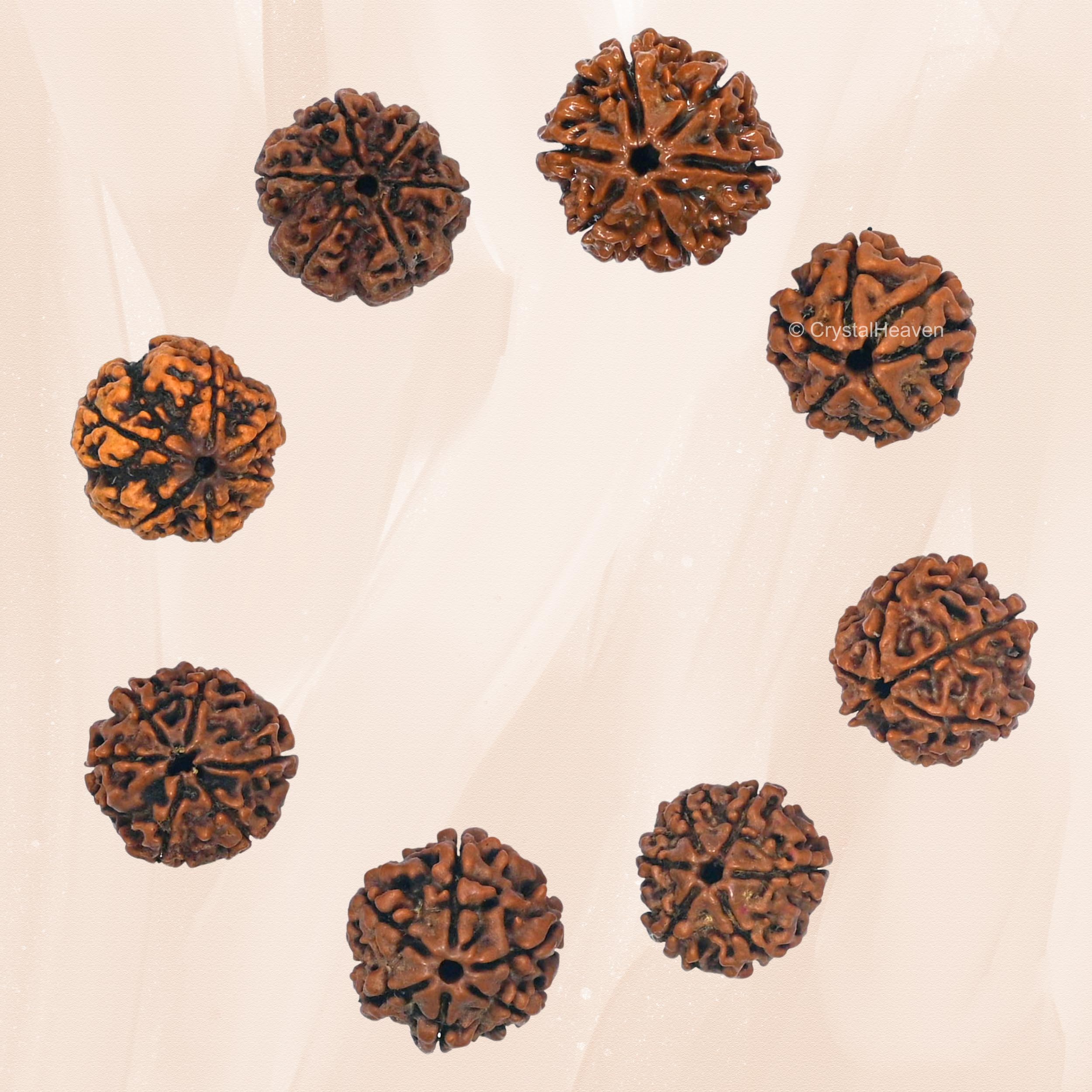 6 Mukhi Rudraksha Original Certified Bead 3