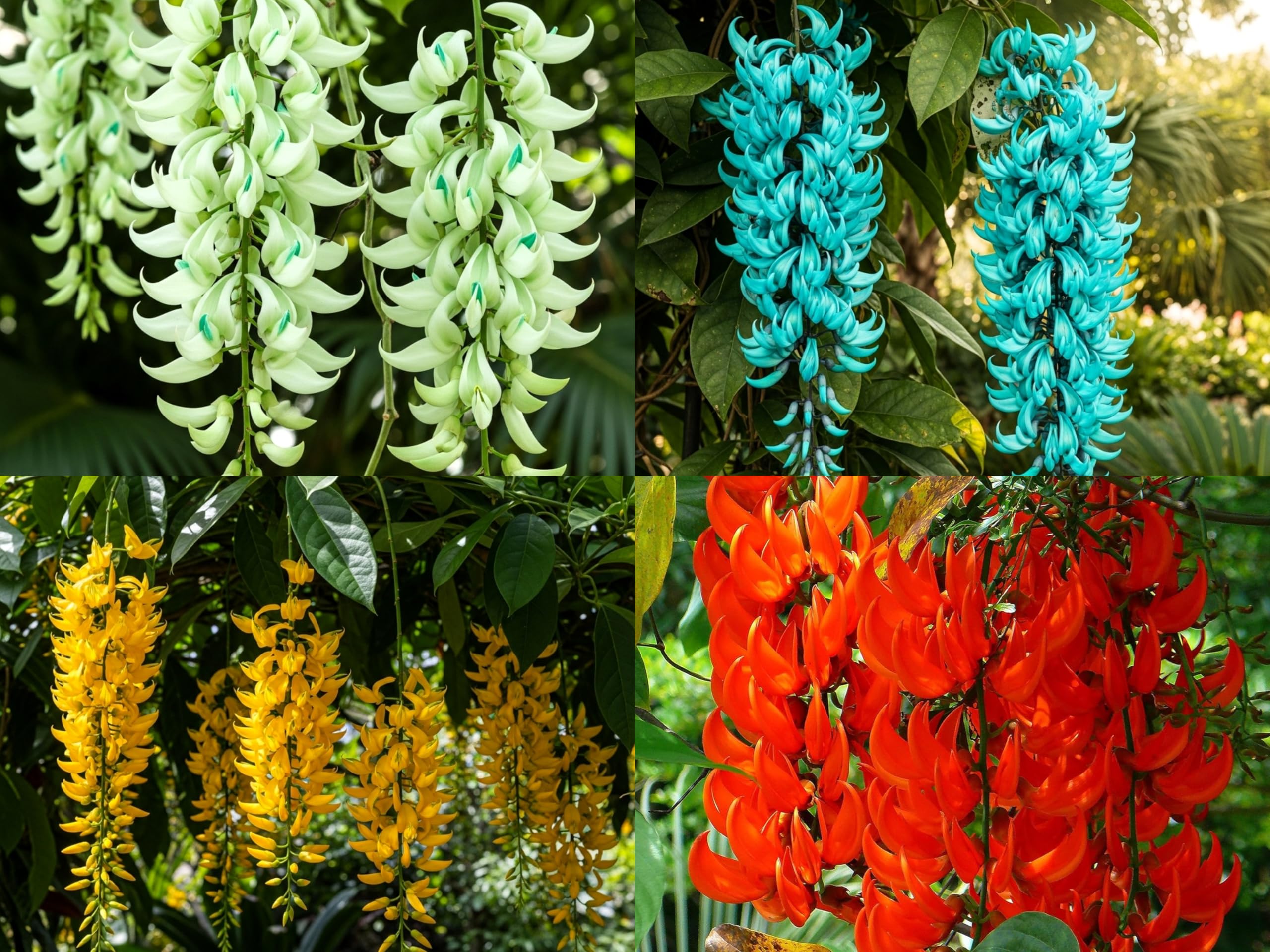 BlimBurn 50+ SEEDS- Climbing Jade Vine Flower Seeds For Home Garden, Balcony & Wall Covering | Low Maintenance & Fast Growing (COSMIC MIX)-image-27