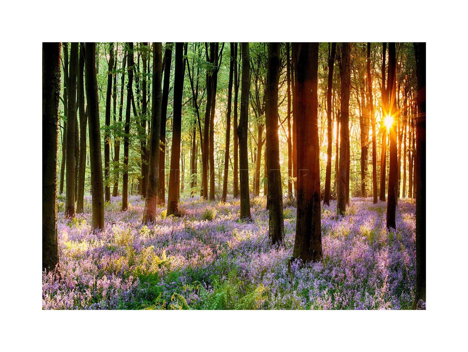 Wee Blue Coo Bluebell Wood Sunrise Trees Photo Wall Art Print