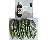 すぐ発送・特・お試しパック『びわの葉＋エキス』びわの 生葉 【梅】（サイズ混合）１0枚 と１６０ｍｌ・びわの葉エキス【無農薬・排気ガスなし・2倍濃い】 Tｷｬｯﾌﾟ･ｽﾌﾟﾚｰﾎﾞﾄﾙ付