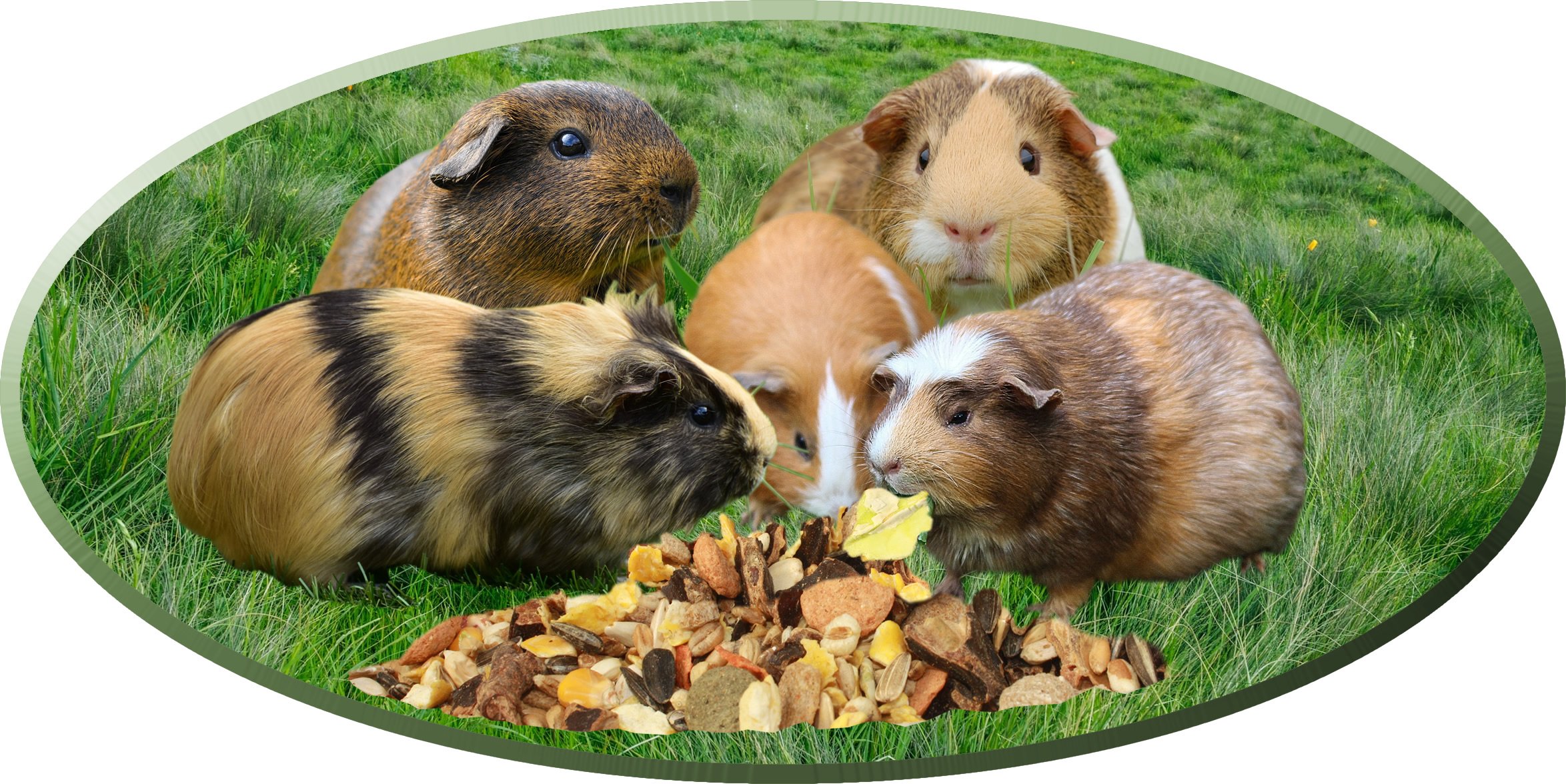 Tomodachi Meerschweinchenfutter pelletfrei Hauptmahlzeit Gemüsemix Alleinfutter Müsli Meerschwein Möhrenflocken Erbsenflocken Getreide Nüsse Kräuter 15kg