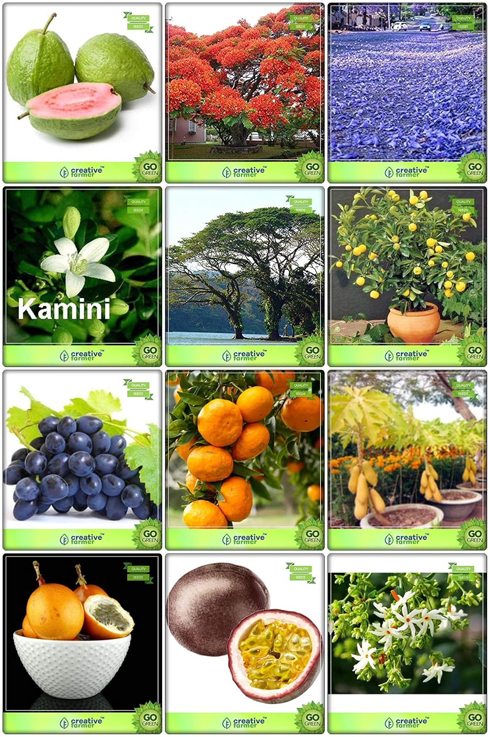 Creative Farmer Plant Lovers Combo Fruit & Tree Seeds Jacaranda