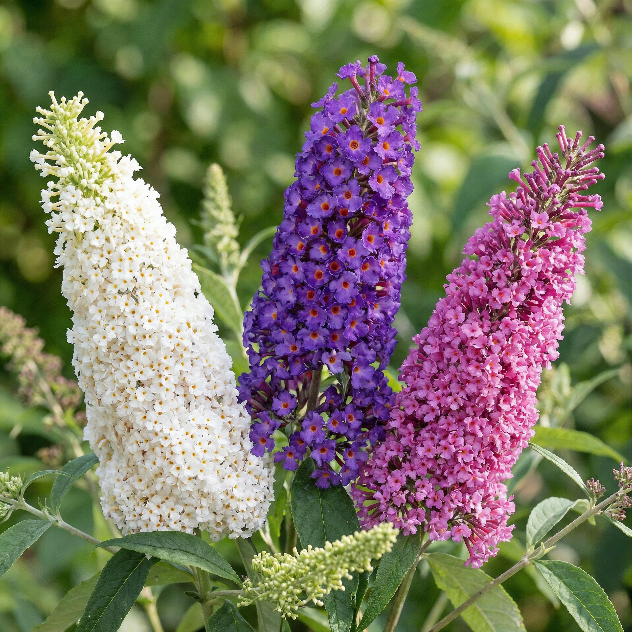 Buddleja davidii Tricolour Arbre à papillons 3 Plantes Pot 17cm Hauteur 45cm