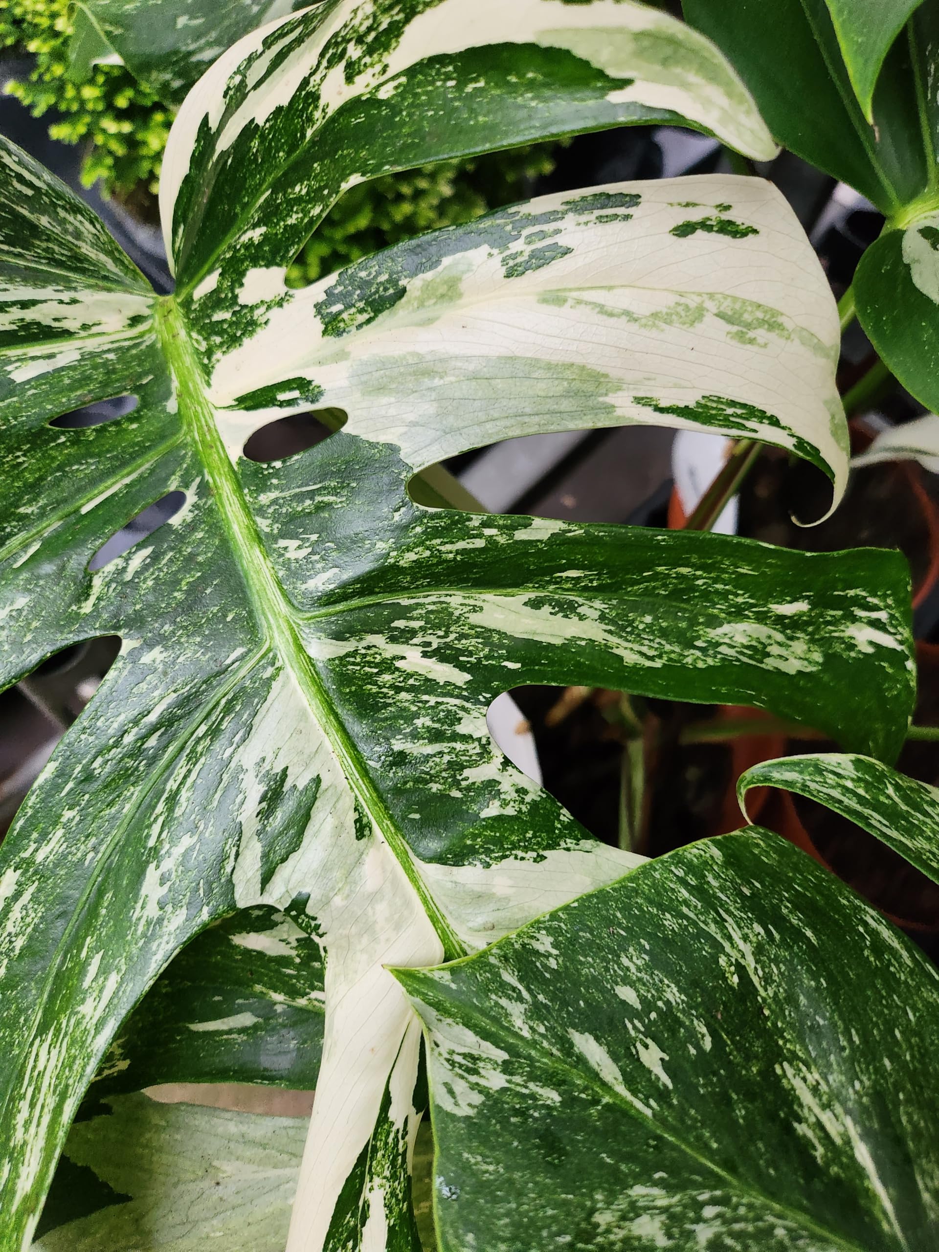 POWERS TO FLOWERS - PHYLODENDRON PERTUSUM, MONSTERA DELICIOSA ALBO VARIGATA, IN VASO 14CM DIAMETRO, pianta vera
