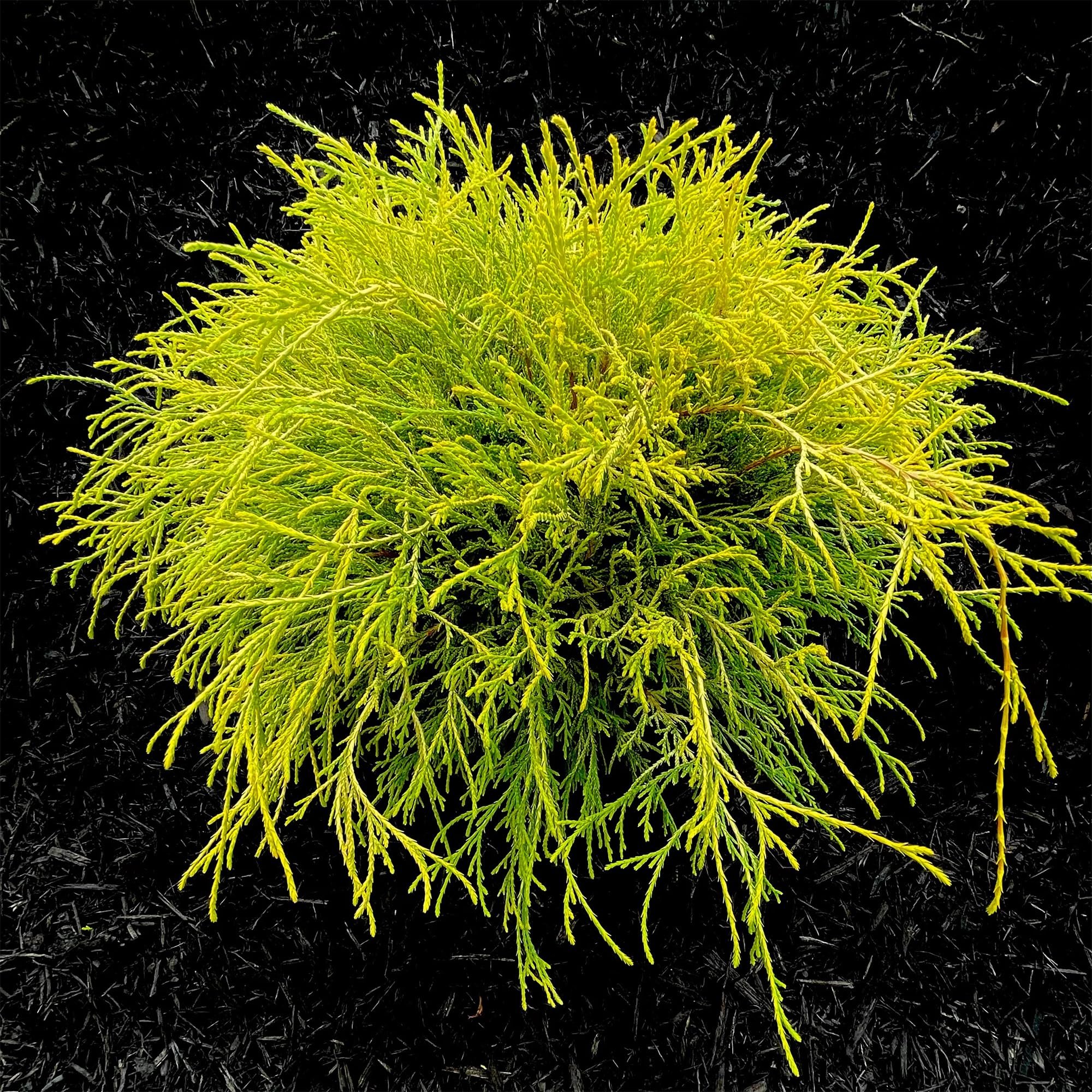 マルサンソフビ　ゴジラ350 Golden Yellow Clear Ver. マルサンの「ゴジラ」怪獣新作が「GODZILLA 3ILLUSTRATORS