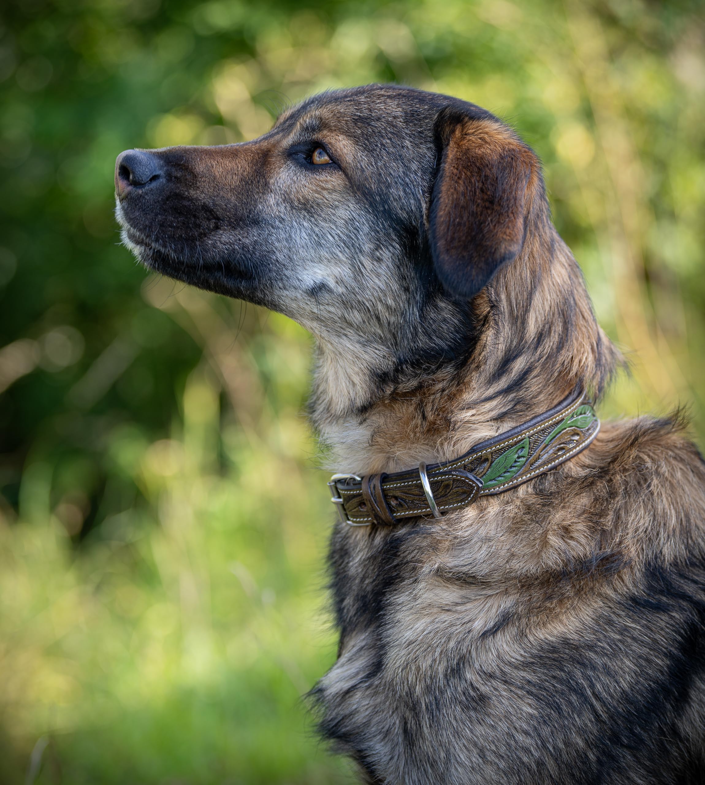 Jack & Russell Unikalna skórzana obroża dla psa, ręcznie wydrążona i wyściełana – obroża z bawolej skóry, skórzana obroża dla psa brązowa/ciemnozielona Hailey (S (26,0–34,0 cm))