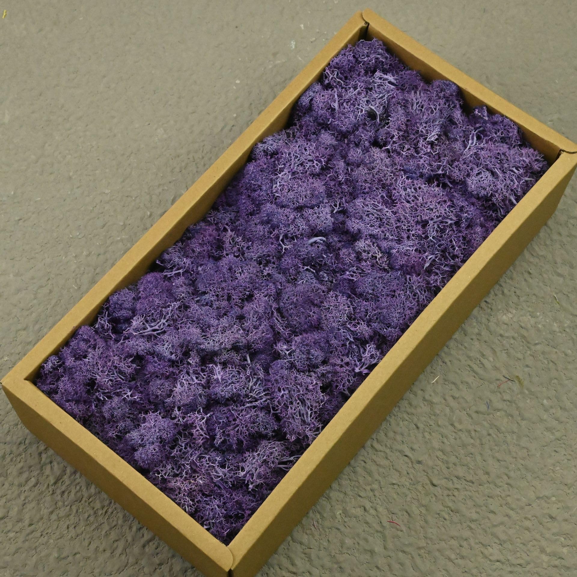 Agares Violet Preserved Reindeer Moss, Natural Stabilized Moss For Moss Wall, Diy Crafts, Frames, Terrariums, Artificial Plant Decoration, Long-Lasting No Maintenance (, 100G)