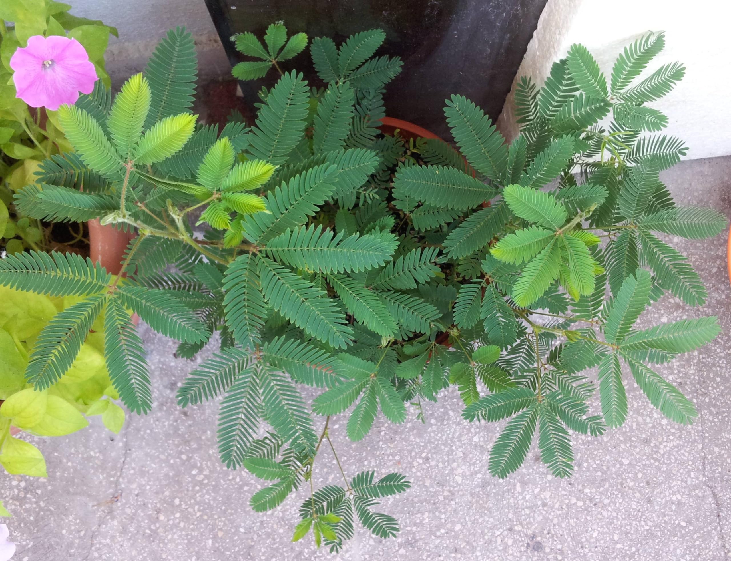 SRI SAI FORESTRY - Touch Me Not Plant Seeds for Home Garden (Pack of 100 Seed) | Sensitive Plant Seeds | Mimosa Pudica | Shy Plant (B0CR1P7KC9) Amazon Price History, Amazon Price Tracker