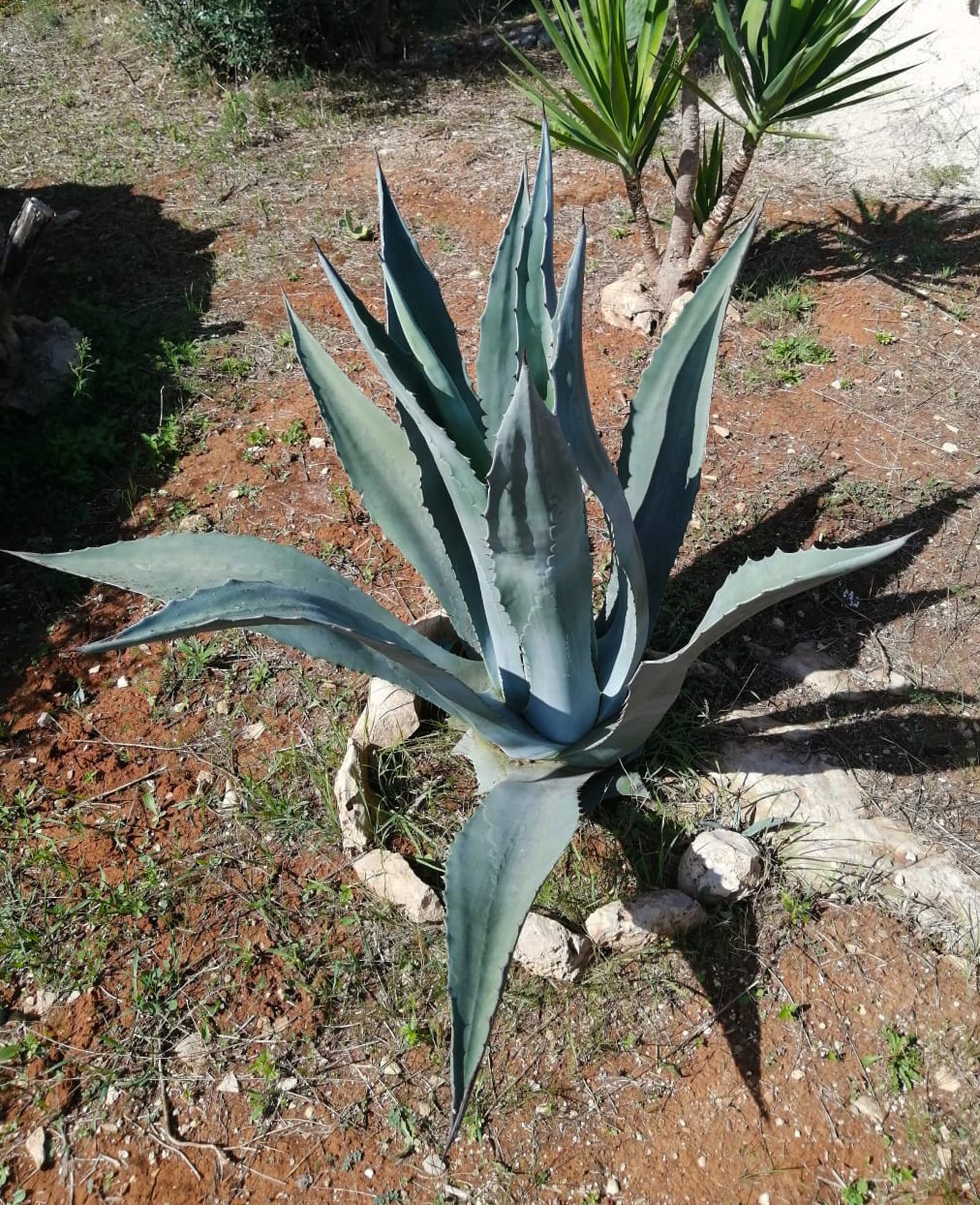 Agave americana verde pianta grassa polloni per trapianto 3pz : Amazon.it:  Giardino e giardinaggio