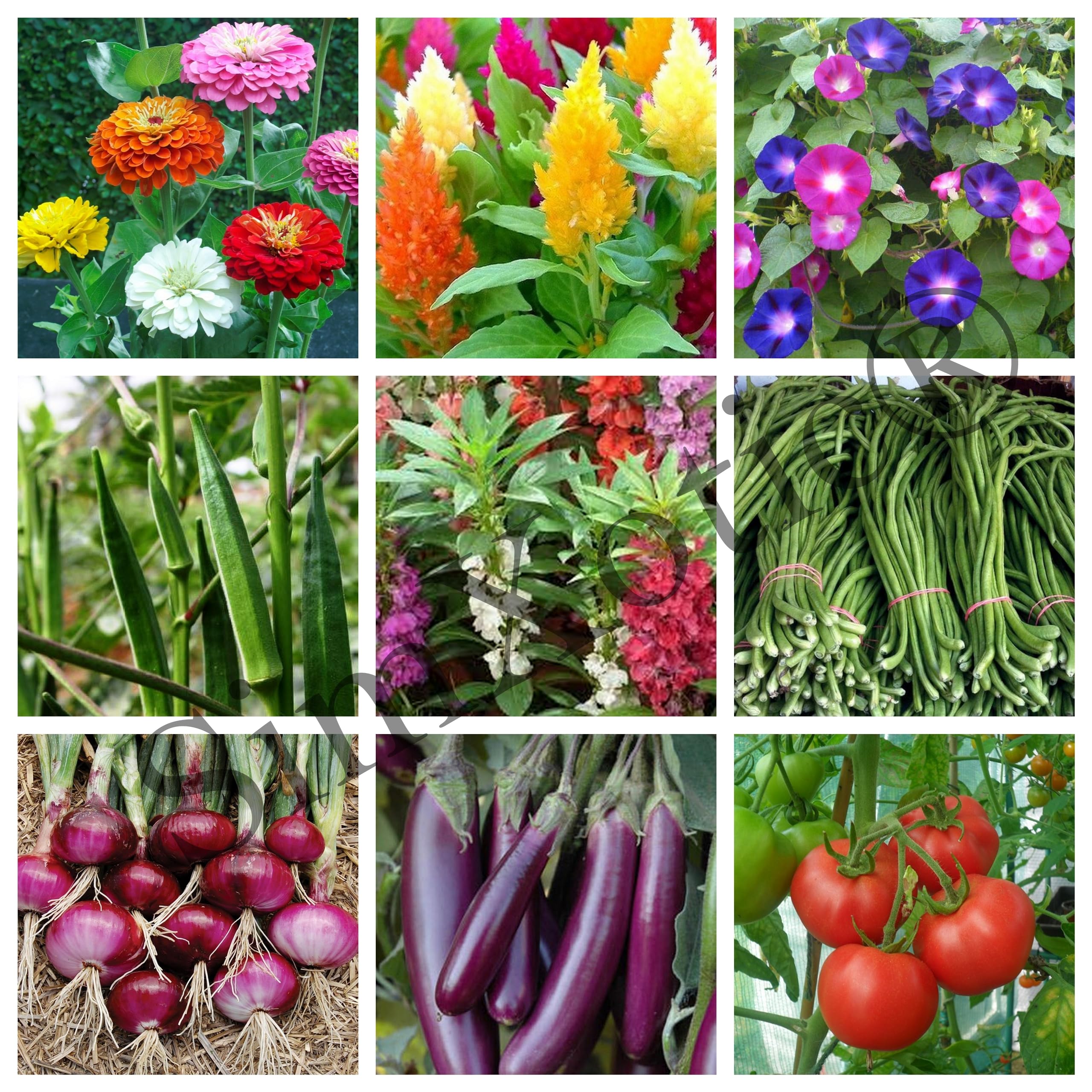 SimXotic Seeds Combo – Flowers & Vegetables Seeds Kit F9.2 (Organic) (B0CJ52KV7N) Amazon Price History, Amazon Price Tracker