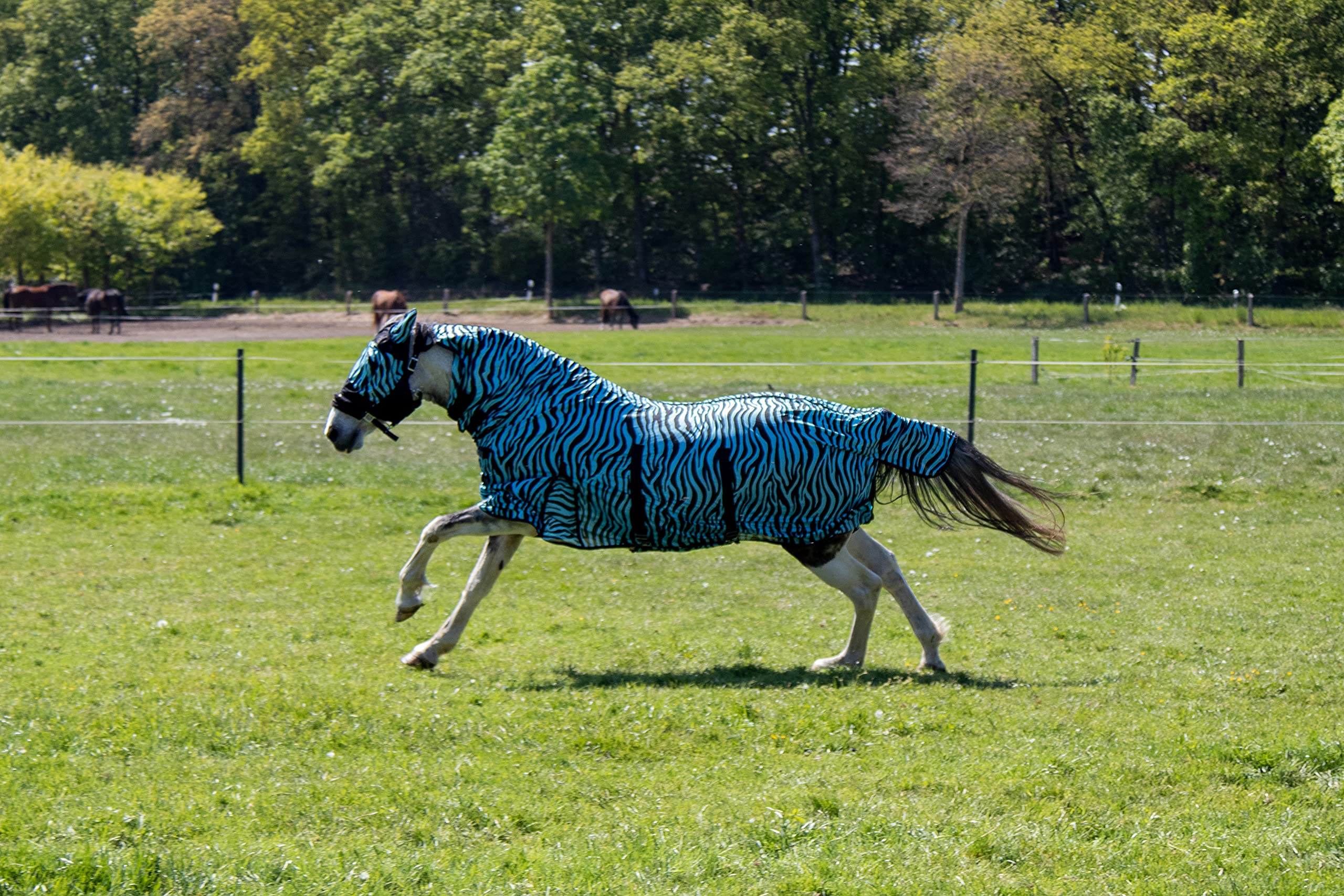 HKM Zebra Aqua 145 - Coperta per cavalli, colore: Acqua/Nero