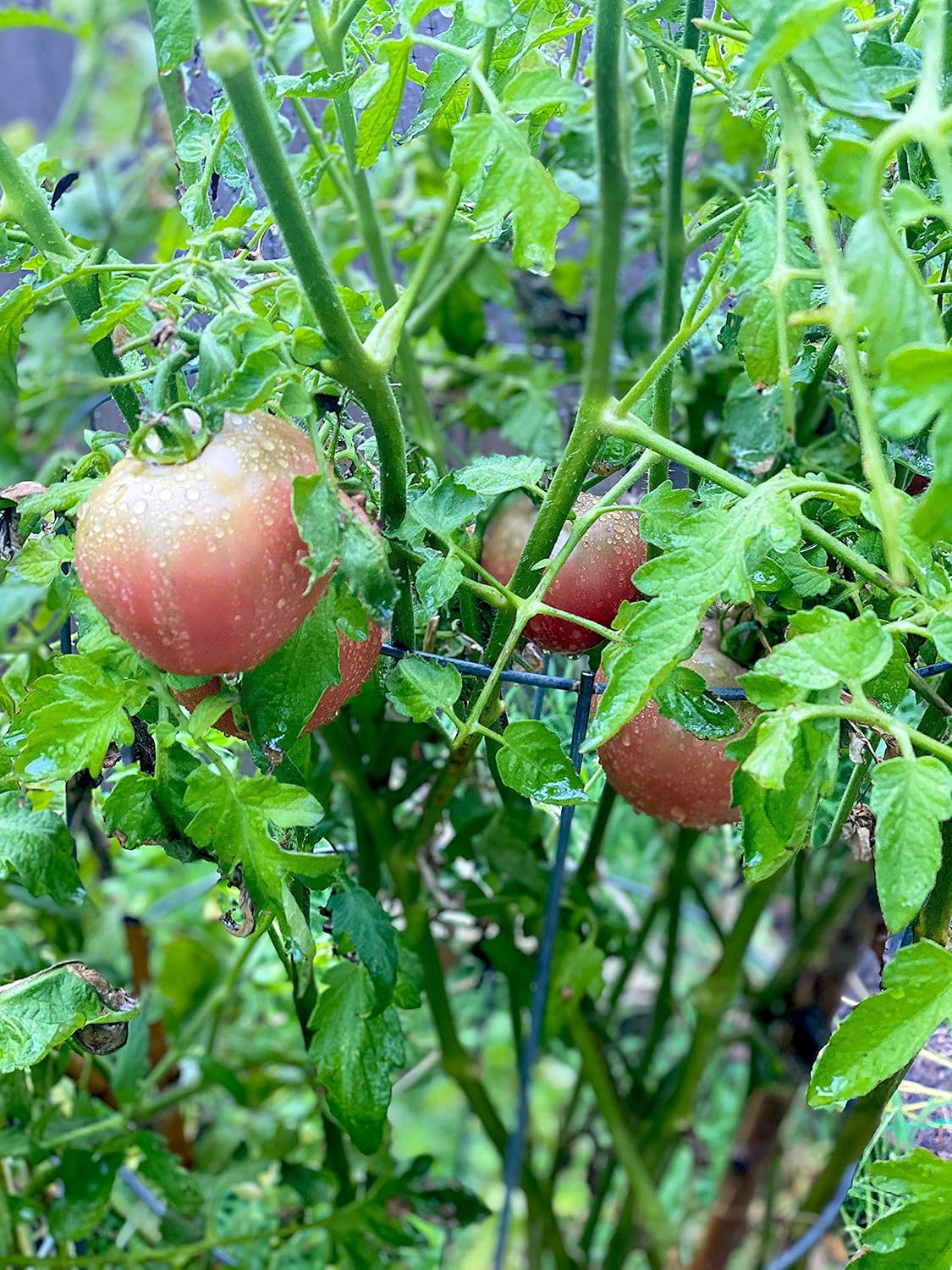Tomato Fertilizer Organic OMRI Certified Safe Will Not Burn Indoor Outdoor Food for All Vegetables NPK 8-5-5