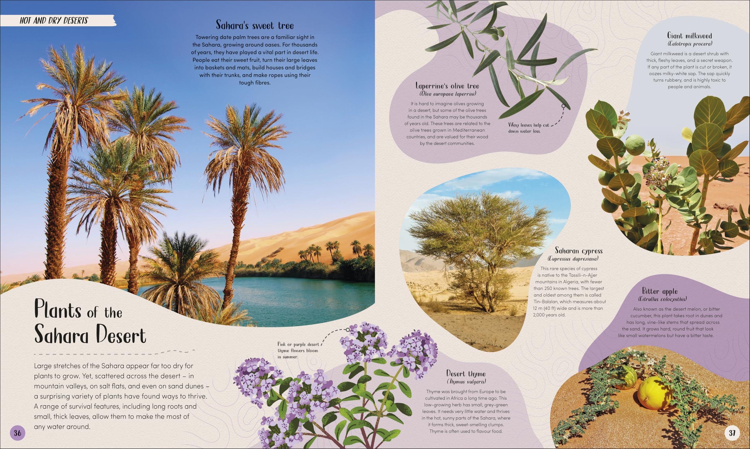 Desert: Journey Through the Hot Sands and Frosty Lands