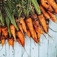 Vista 2 de Zanahoria Chantenay - 150 semillas - Variedad tradicional y polinizada abierta, semillas de vegetales sin OMG para plantar en interiores