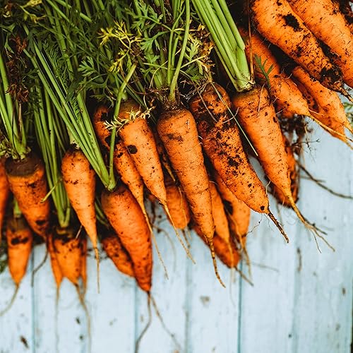 Miniatura 2 de Zanahoria Chantenay - 150 semillas - Variedad tradicional y polinizada abierta, semillas de vegetales sin OMG para plantar en interiores o