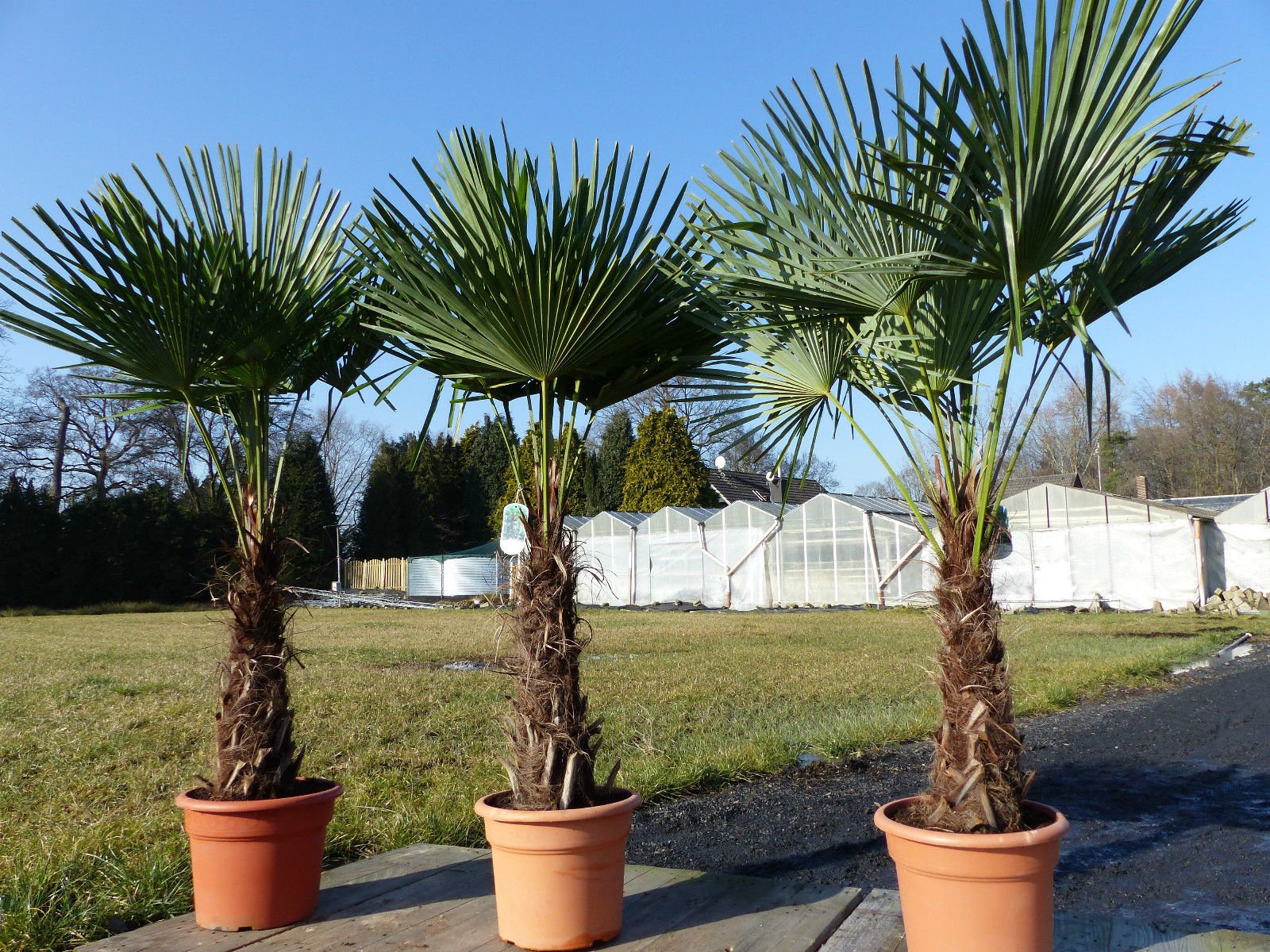 XXL Palme winterhart 140-160 cm Trachycarpus fortunei, Hanfpalme, Top-Qualität