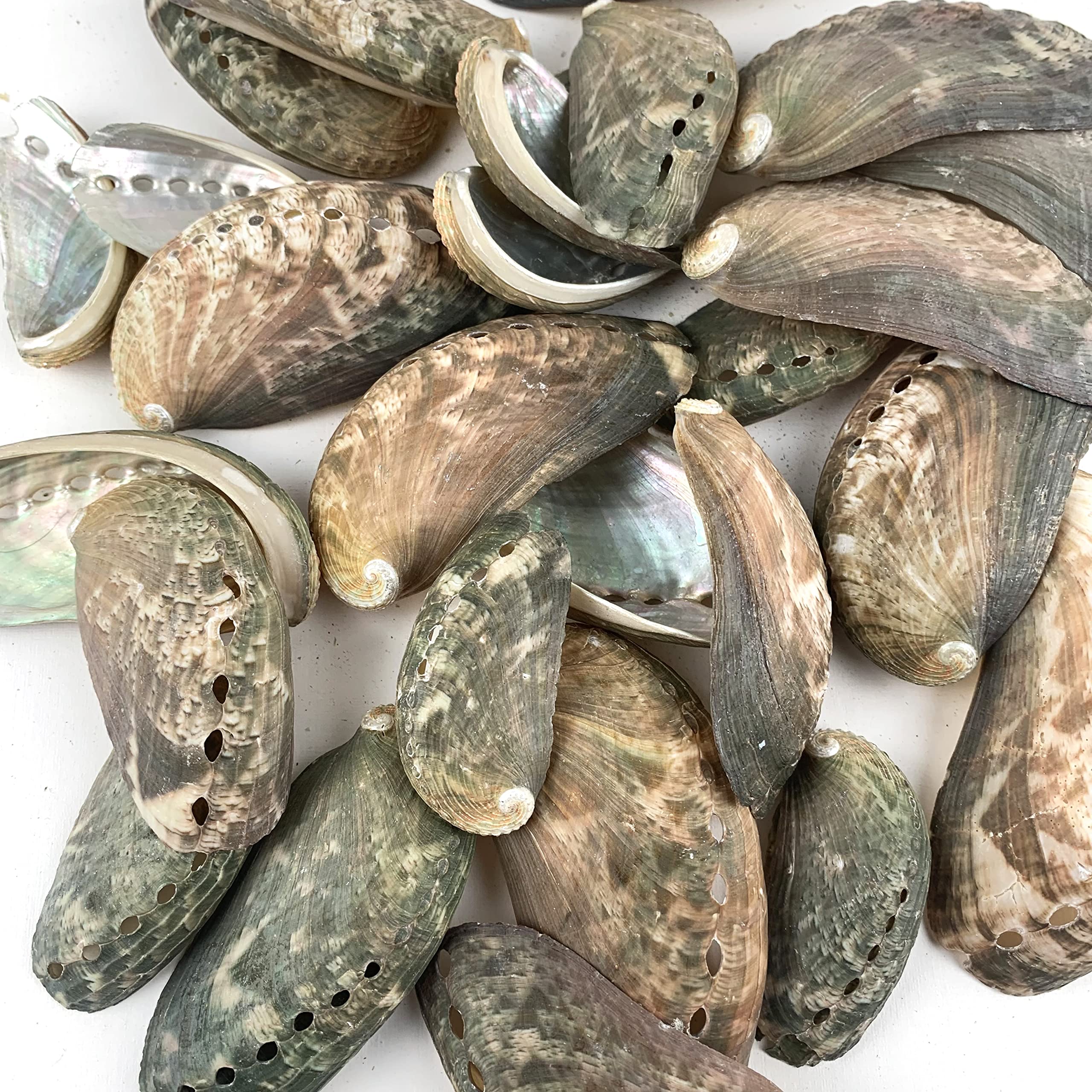 Worlds Abalone Seashells -30PC Natural Green Donkey Ear Abalone Sea Shell for Craft and Home Decor 1-1/2