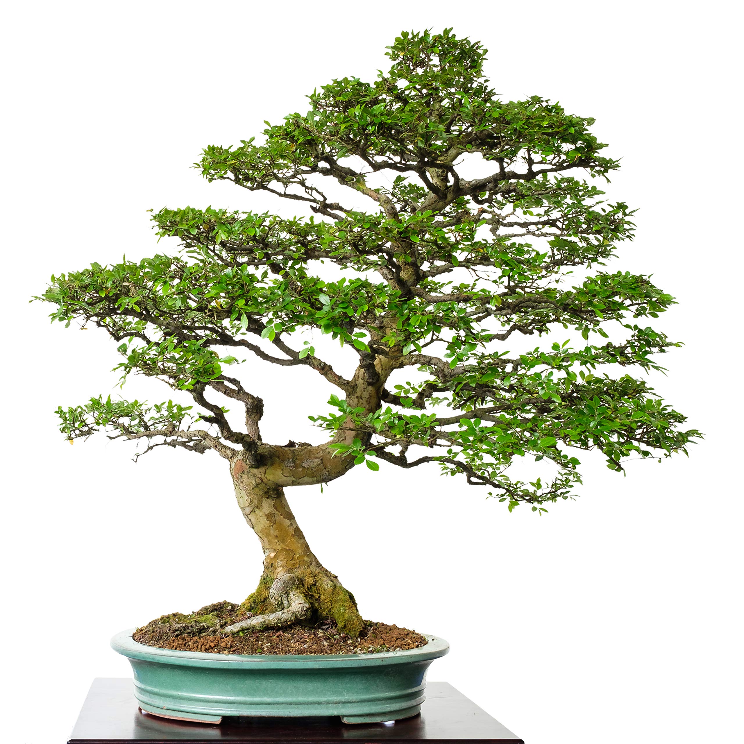Seedeo® Chinesisches Ulme (Ulmus parvifolia) Bonsai 70 Samen