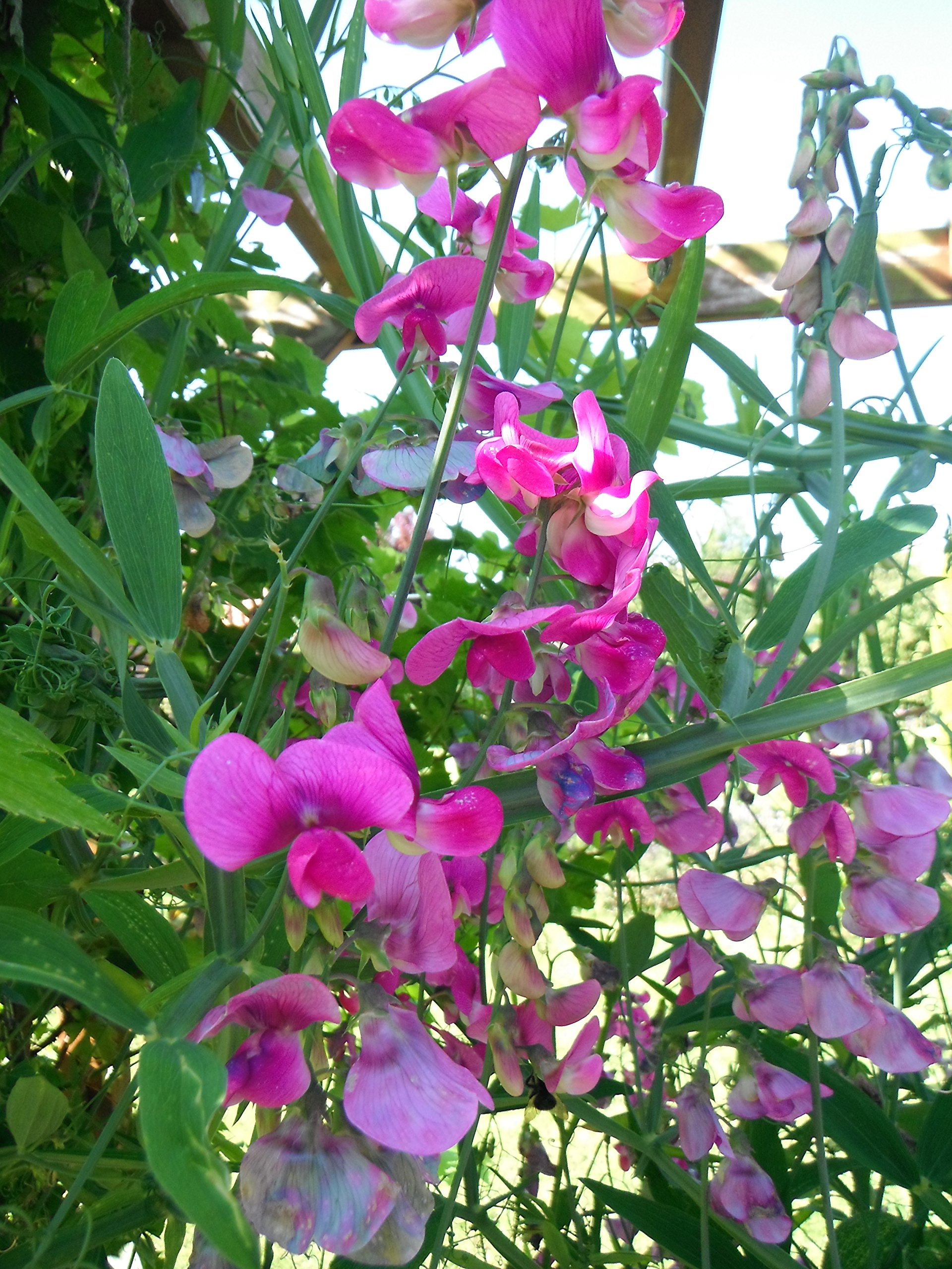 50 x Sweet Pea Seeds (LATHYRUS ODORATUS) - Garden Flower Patio Borders Plants Seeds
