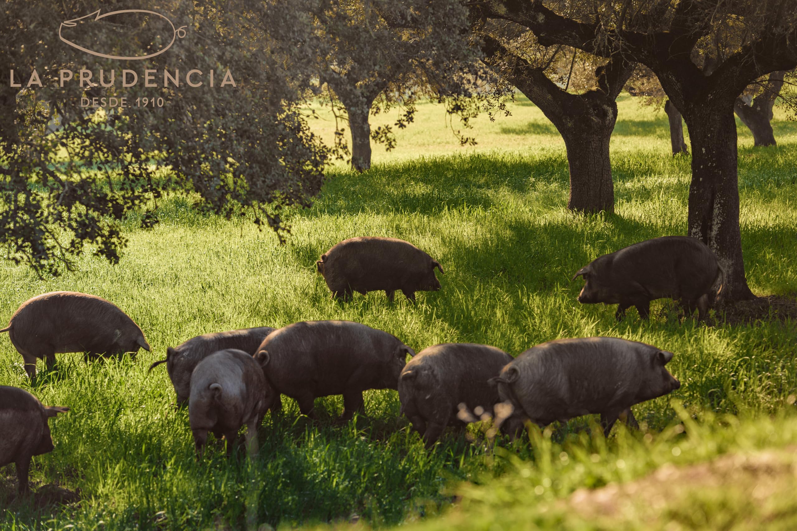 LA PRUDENCIA - Jamón iberico de bellota 100% ibérico - Etiqueta Negra - 48 meses de curación - 7 a 8 kg Aprox - ORIGEN EXTREMADURA
