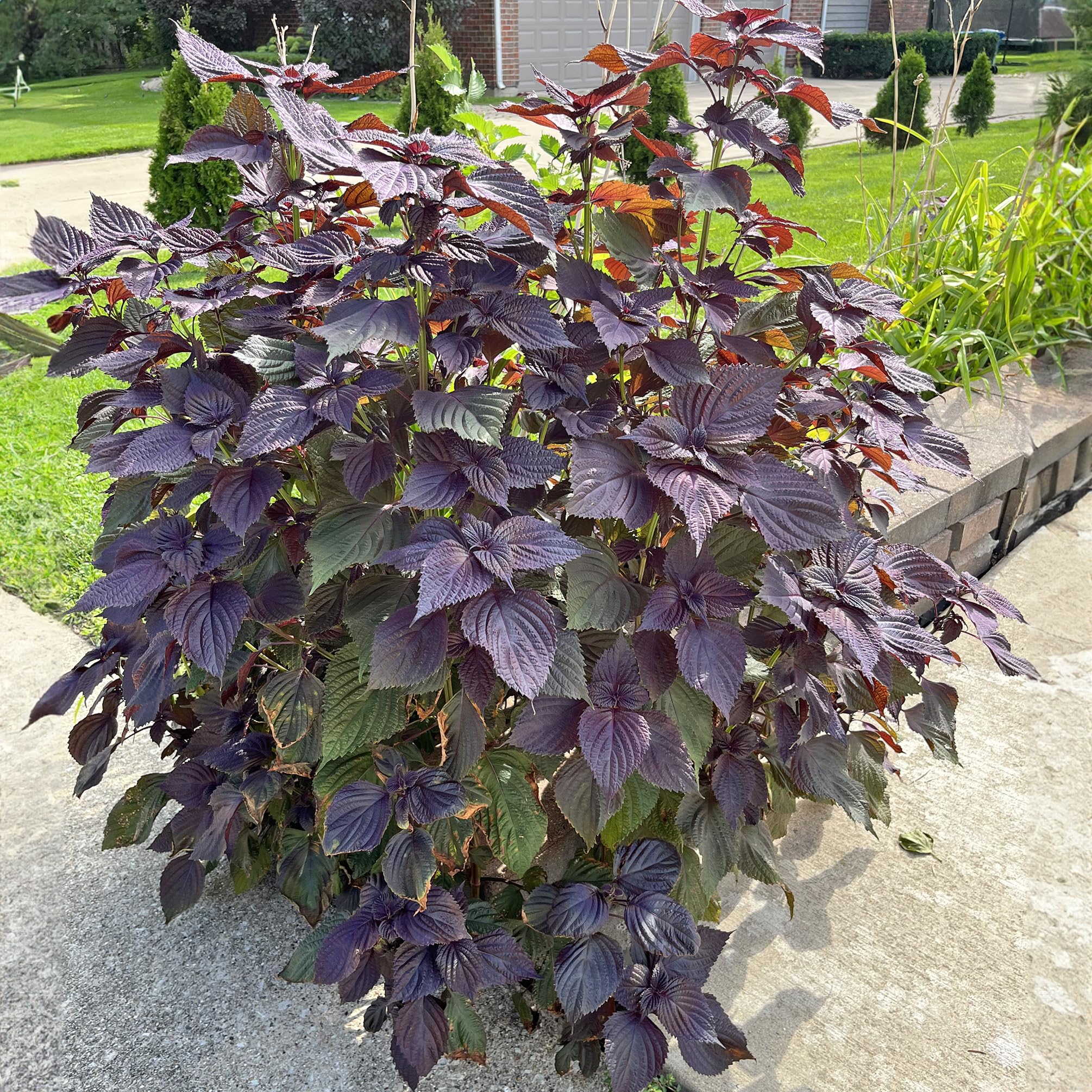 Amazon.com : NF 3 Pack Purple Perilla Live Plant Size 4" Zi Su Shiso Asian  Basil Silam Annual : Patio, Lawn & Garden