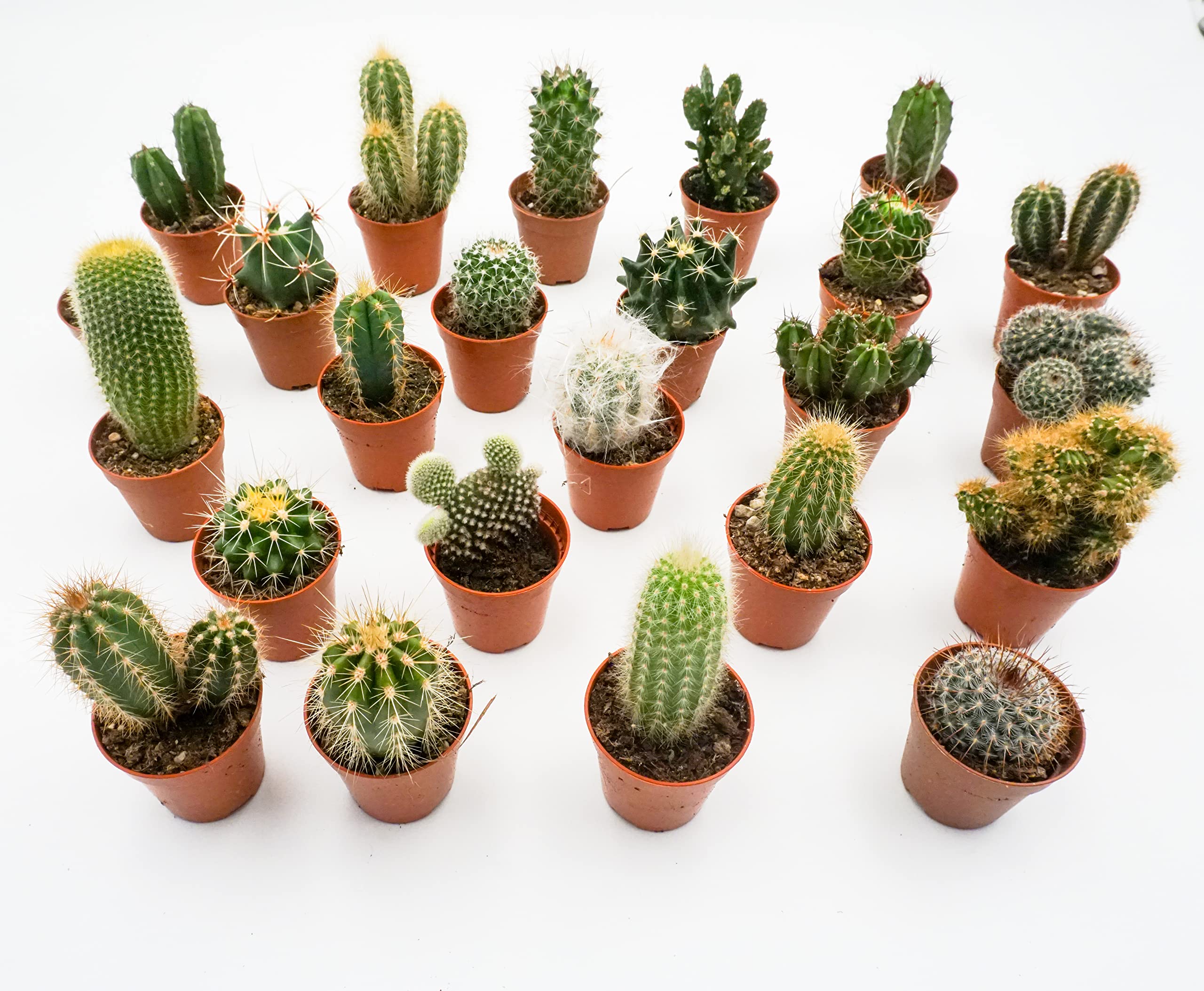 Kakteen Echte Pflanzen, Kaktus Pflanze, Set von Rabatini bestehend aus 24  Echten Voll Verwurzelten Kleinen Mini Pflanzen, Cactus Deko, Zimmerpflanzen  Set, Hhe ca. 612 cm, im  5cm Topf (24) : Amazon.de: Garten