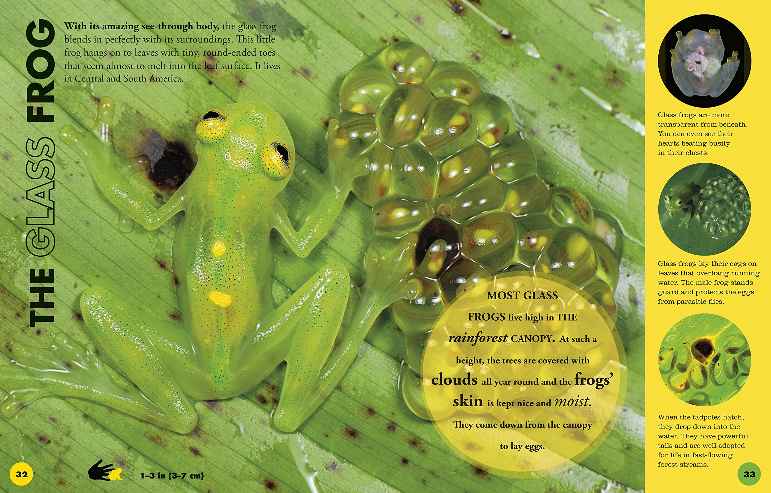 Everything You Need to Know About Frogs and Other Slippery Creatures - Image 5