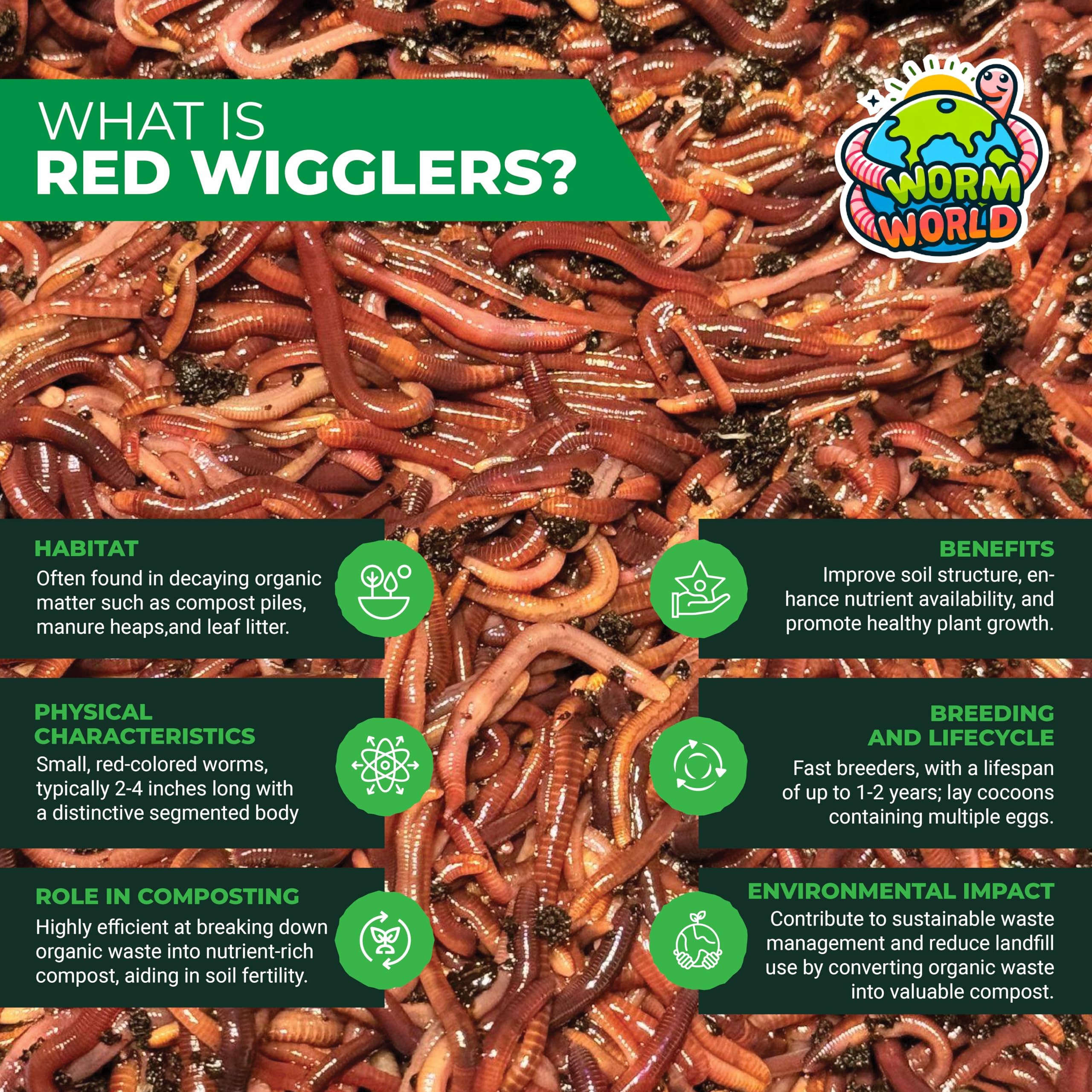 Live RED WIGGLERS Worms, Compost Worms, Composting Bins, Red Wiggler (200 Worms)
