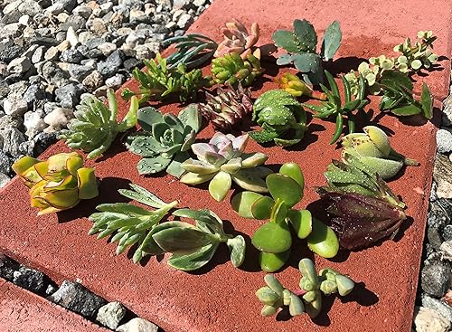 15 variedades surtidas de plantas suculentas vivas de cactus sin raíces, sin tierra, sin macetas, incluidas.
