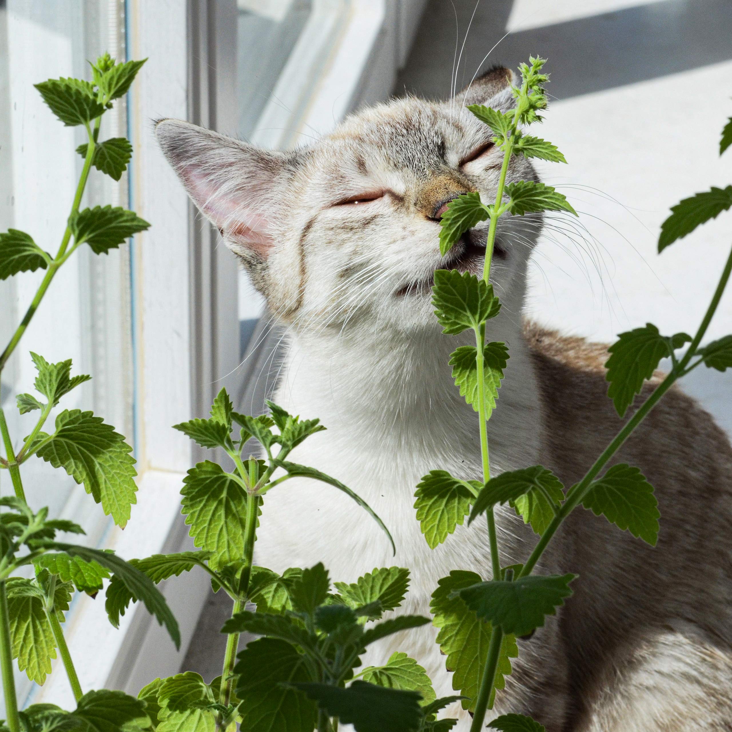OwnGrown Katzenminze Samen: Premium Katzenminze Saatgut zur Anzucht von ca 1000 Katzenminze Pflanzen – Nepeta Cataria Samen Katzenminze für Topf und Garten – Catnip Pflanze Saat – Katzen Zubehör