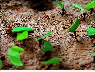 Trademark Fine Art Tee Cutter Ants by Dana Brett Munich, 14x19