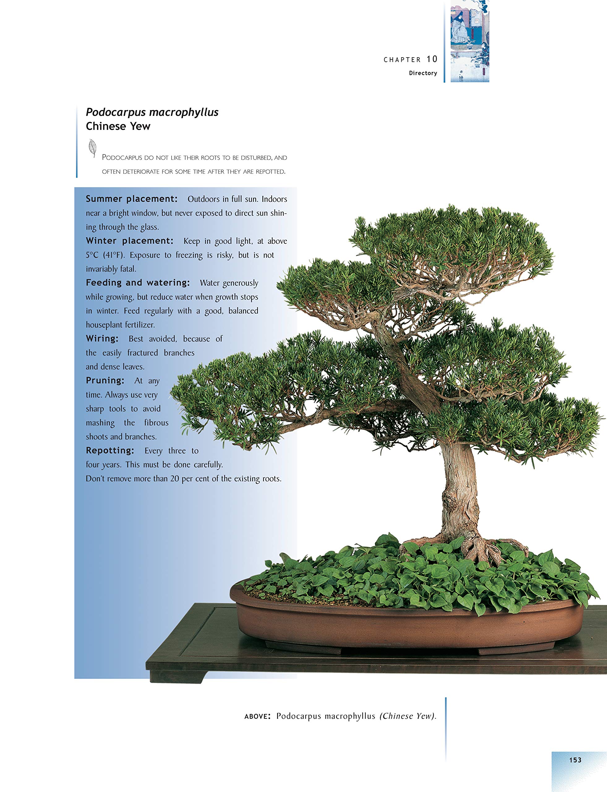 The Bonsai Handbook