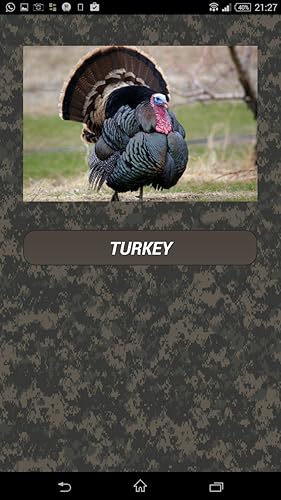 Bird hunting calls