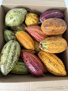 Cocoa pods Fresh 10-12 pods Full of Seeds (Large Box)