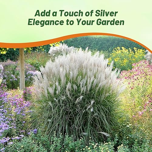 Miniatura 6 de Outsidepride - 500 semillas de la hierba ornamental perenne Miscanthus Sinensis Early Hybrids Chinese Silver Grass para sembrar