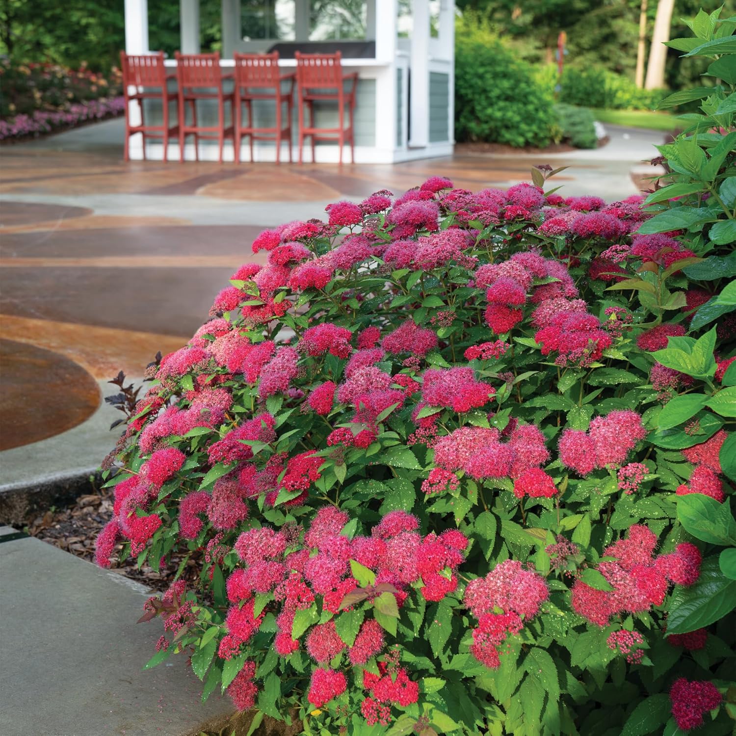 Proven Winners 2 Gal. Double Play Doozie Spirea Shrub