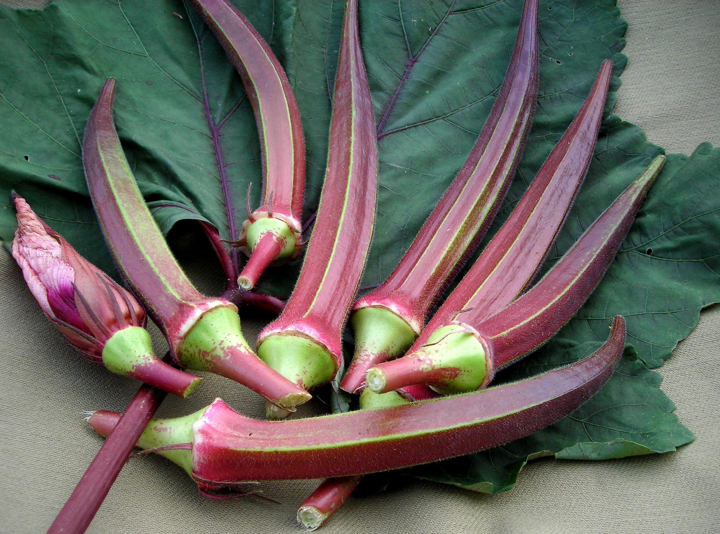 Golden Hills Farm Red Ladies Finger 100 Seeds (B08YWW95F8) Amazon Price History, Amazon Price Tracker