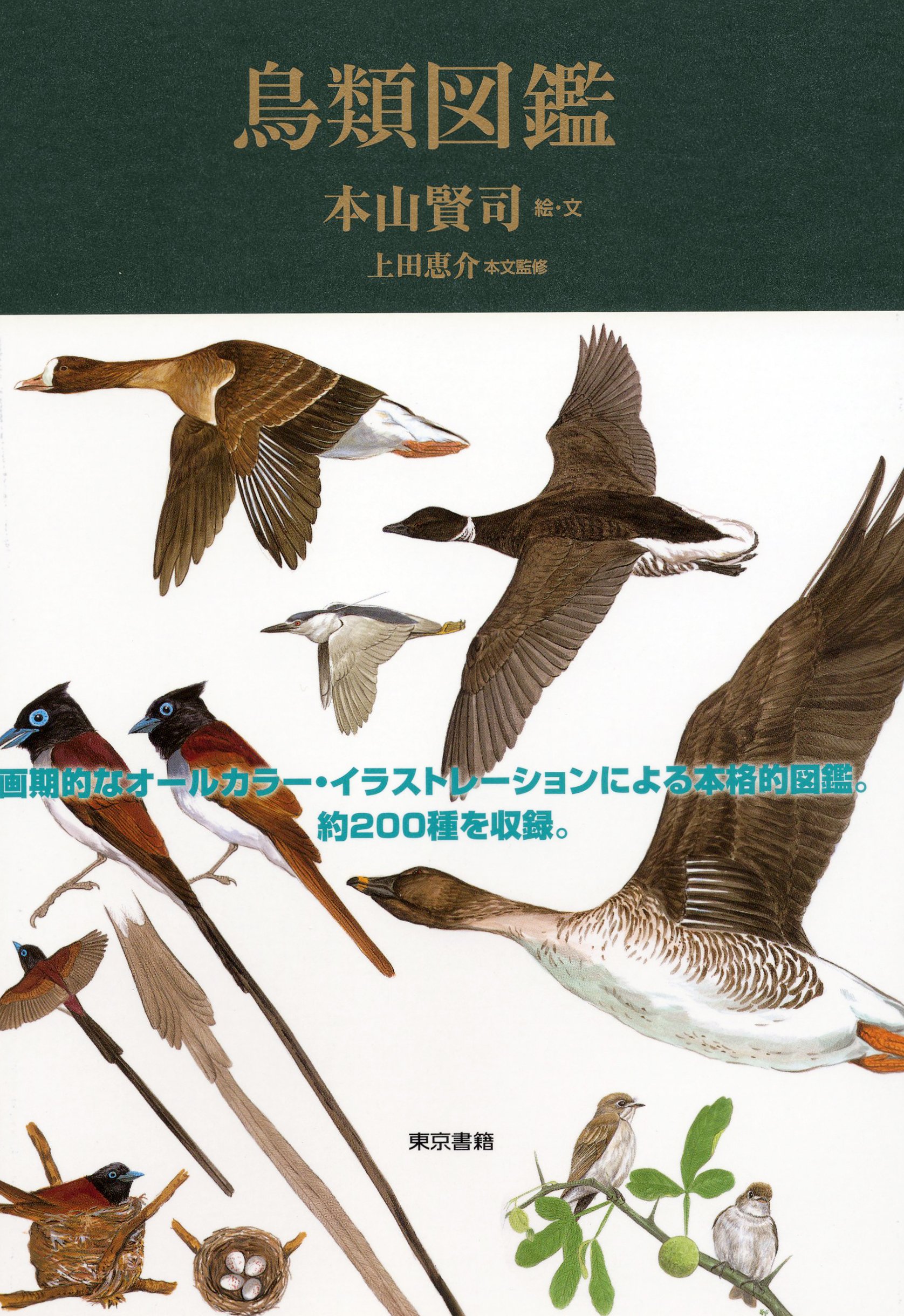 即購入⭕鳥類 図鑑 本 絵本 10冊セット 91S3931-oWL.jpg